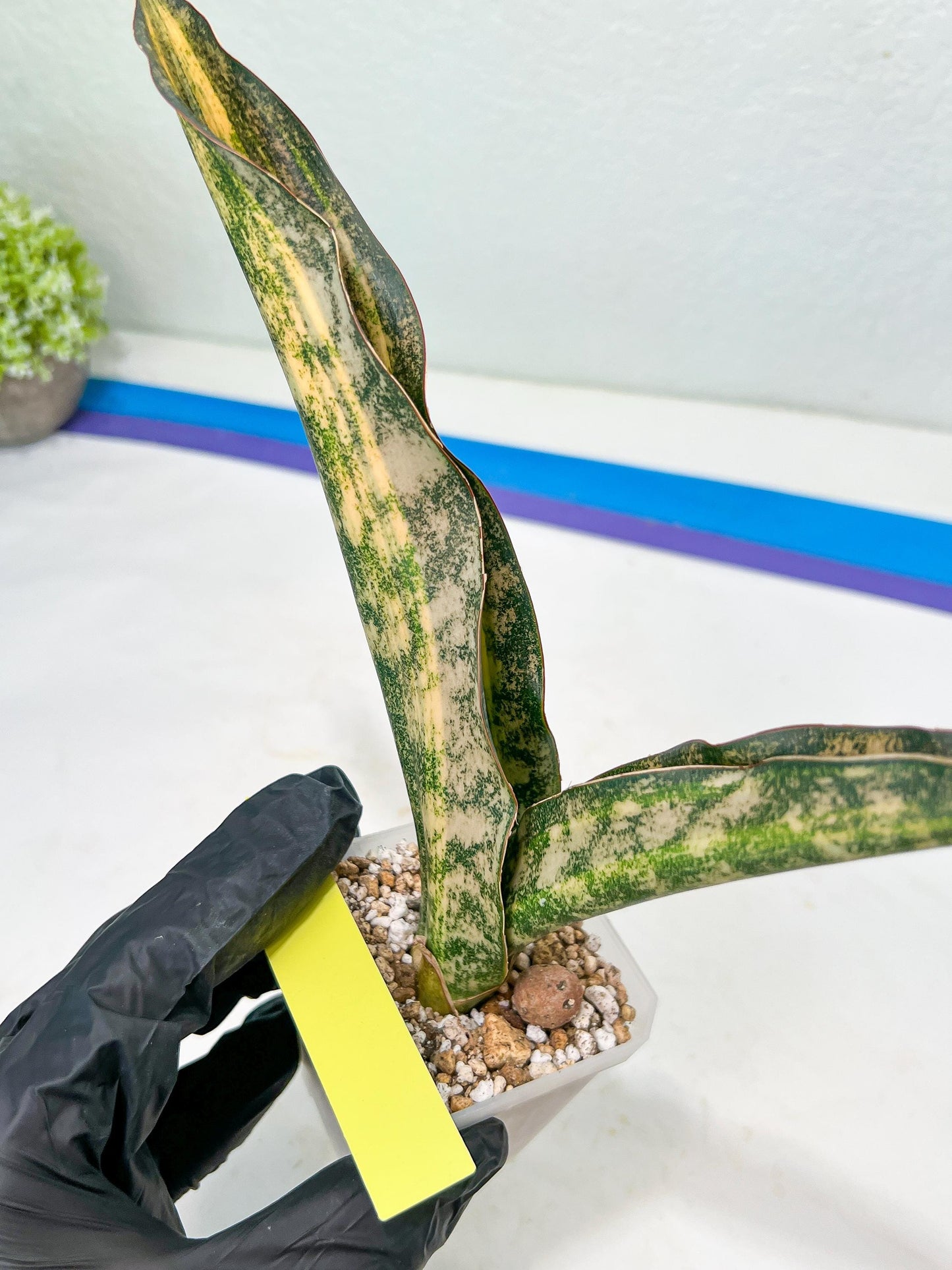 Sansevieria Kirkii Coppertone Variegated | Uncover a Rare and Unusual Plant (4~6)