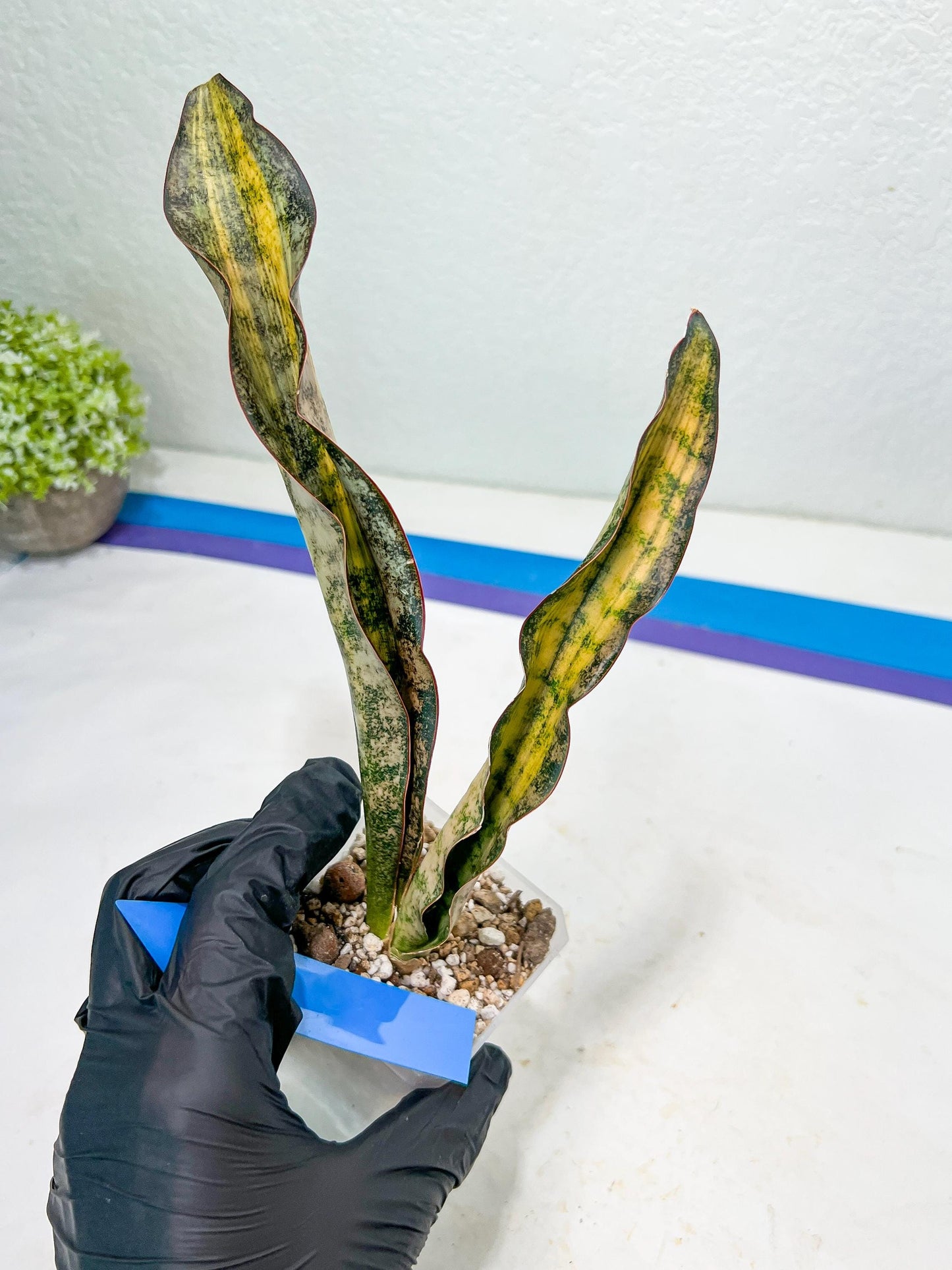 Sansevieria Kirkii Coppertone Variegated Two Leaf | 2.5" Planter