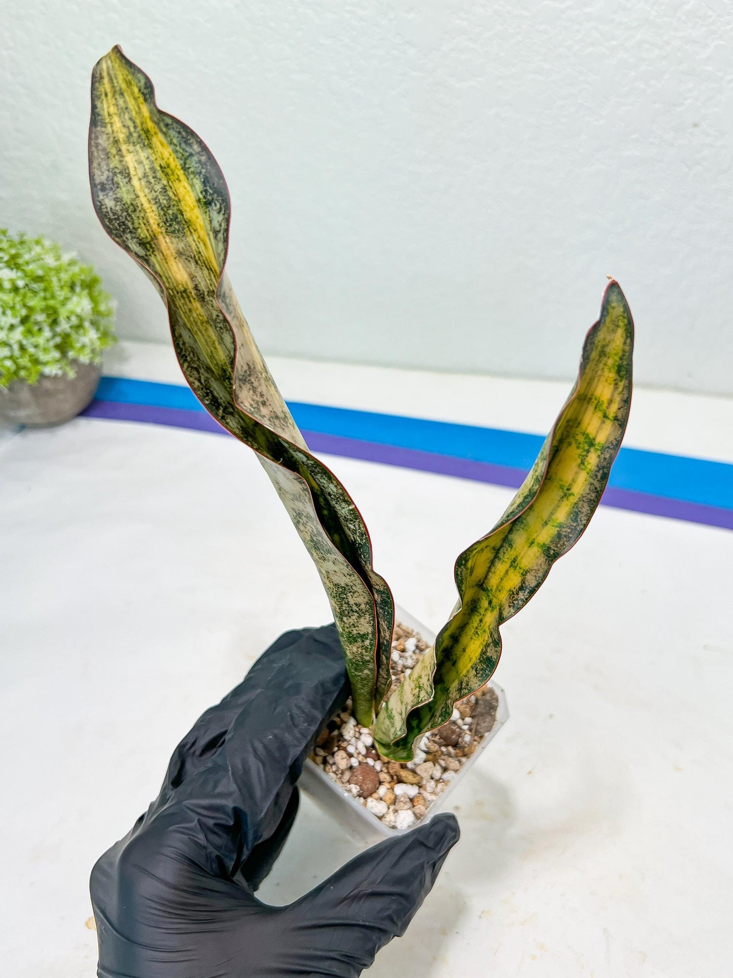 Sansevieria Kirkii Coppertone Variegated Two Leaf | 2.5" Planter