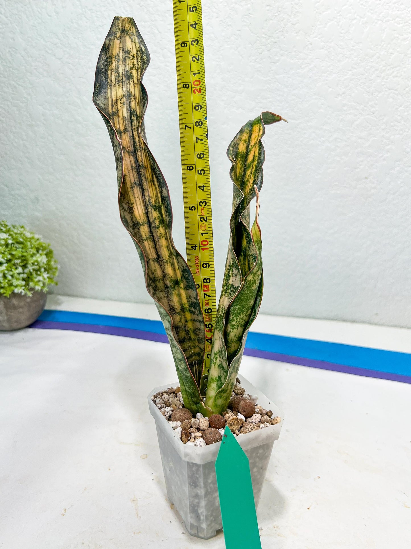 Sansevieria Kirkii Coppertone Variegated Two Leaf | 2.5" Planter