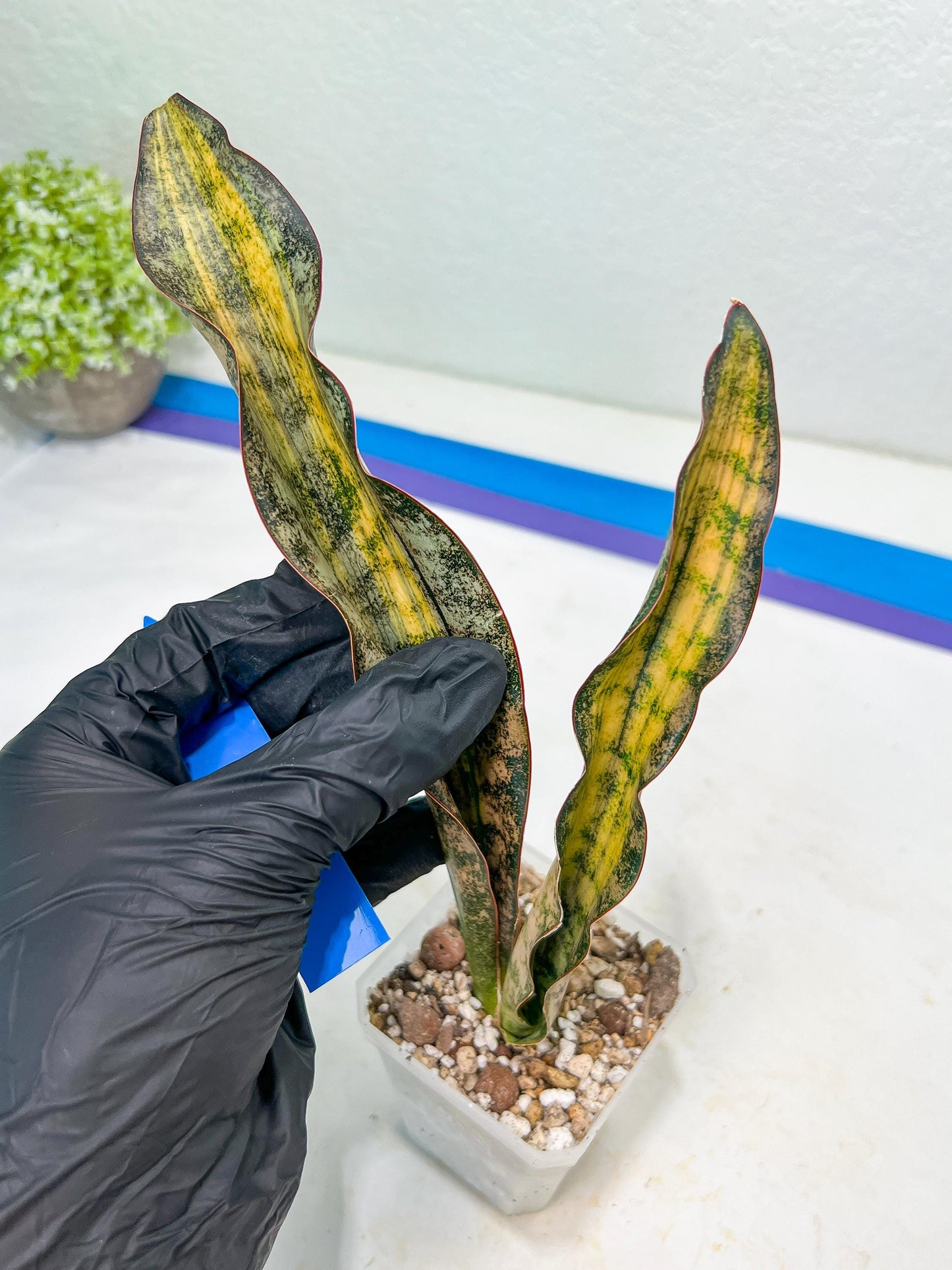 Sansevieria Kirkii Coppertone Variegated Two Leaf | 2.5" Planter