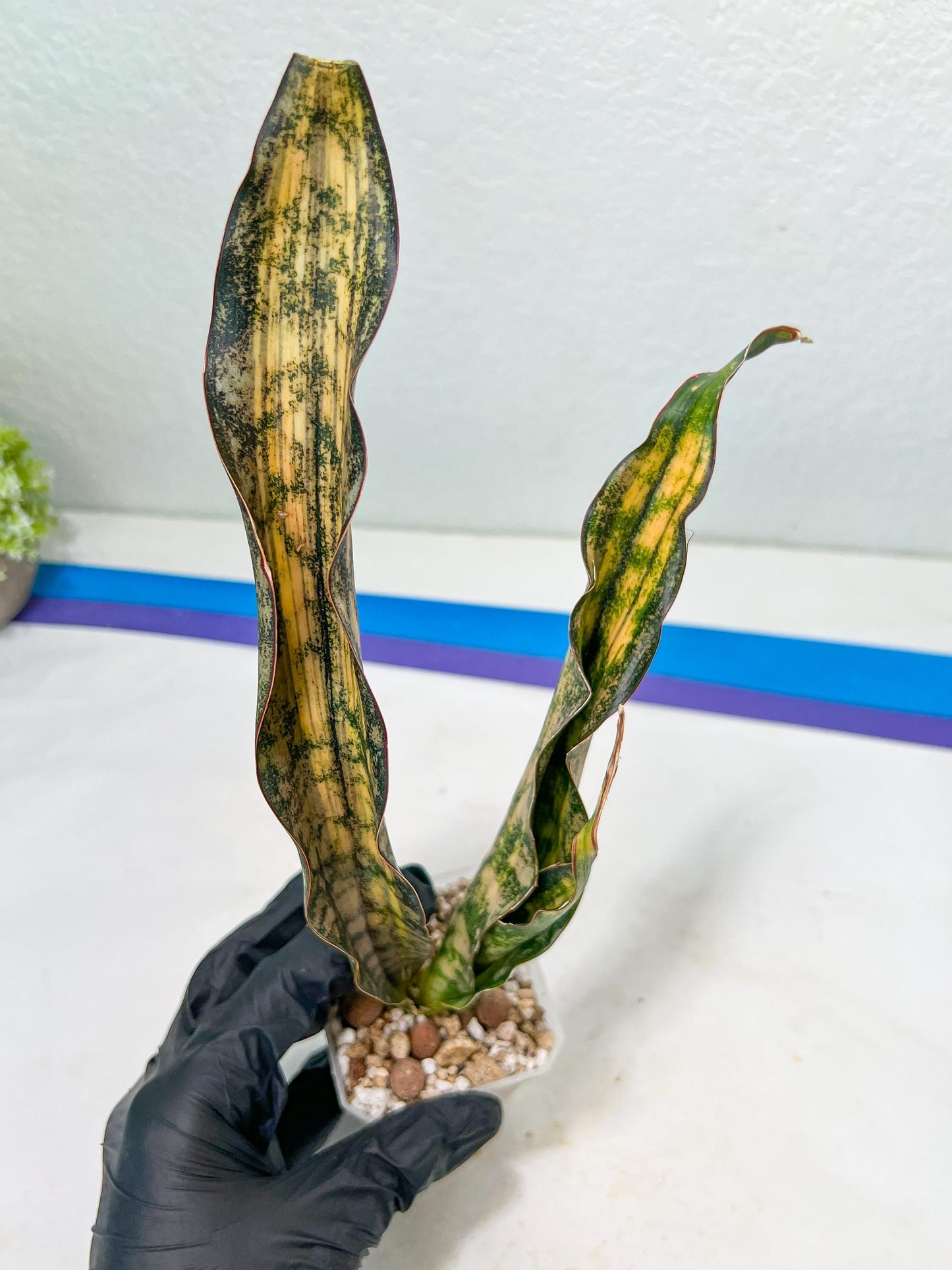 Sansevieria Kirkii Coppertone Variegated Two Leaf | 2.5" Planter