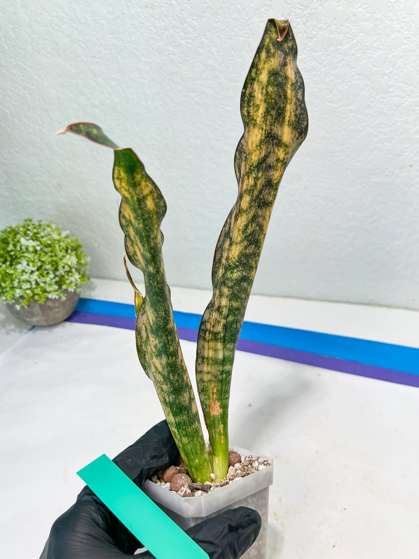 Sansevieria Kirkii Coppertone Variegated Two Leaf | 2.5" Planter