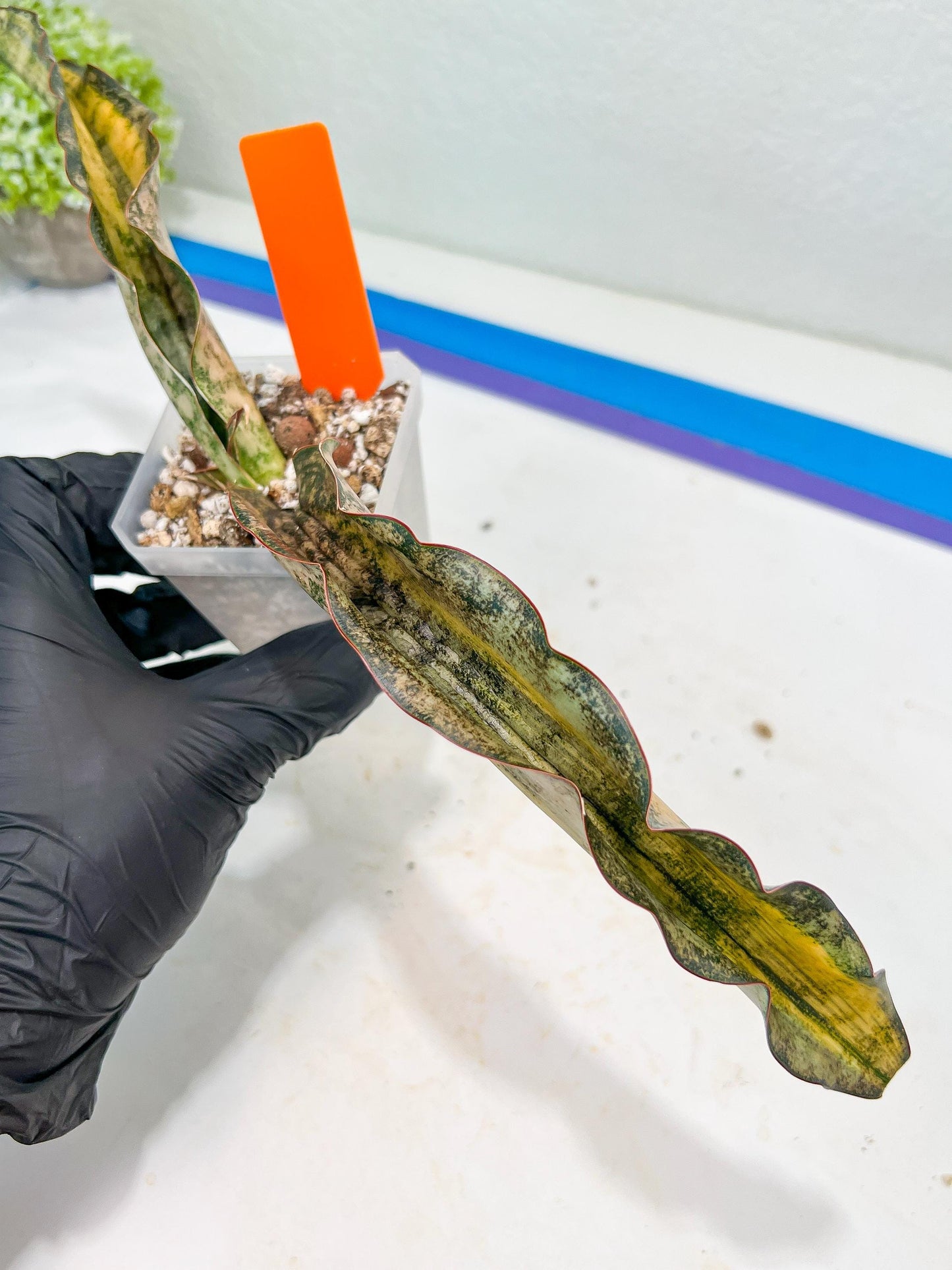 Sansevieria Kirkii Coppertone Variegated (G2) | Rare houseplants like this don’t last long