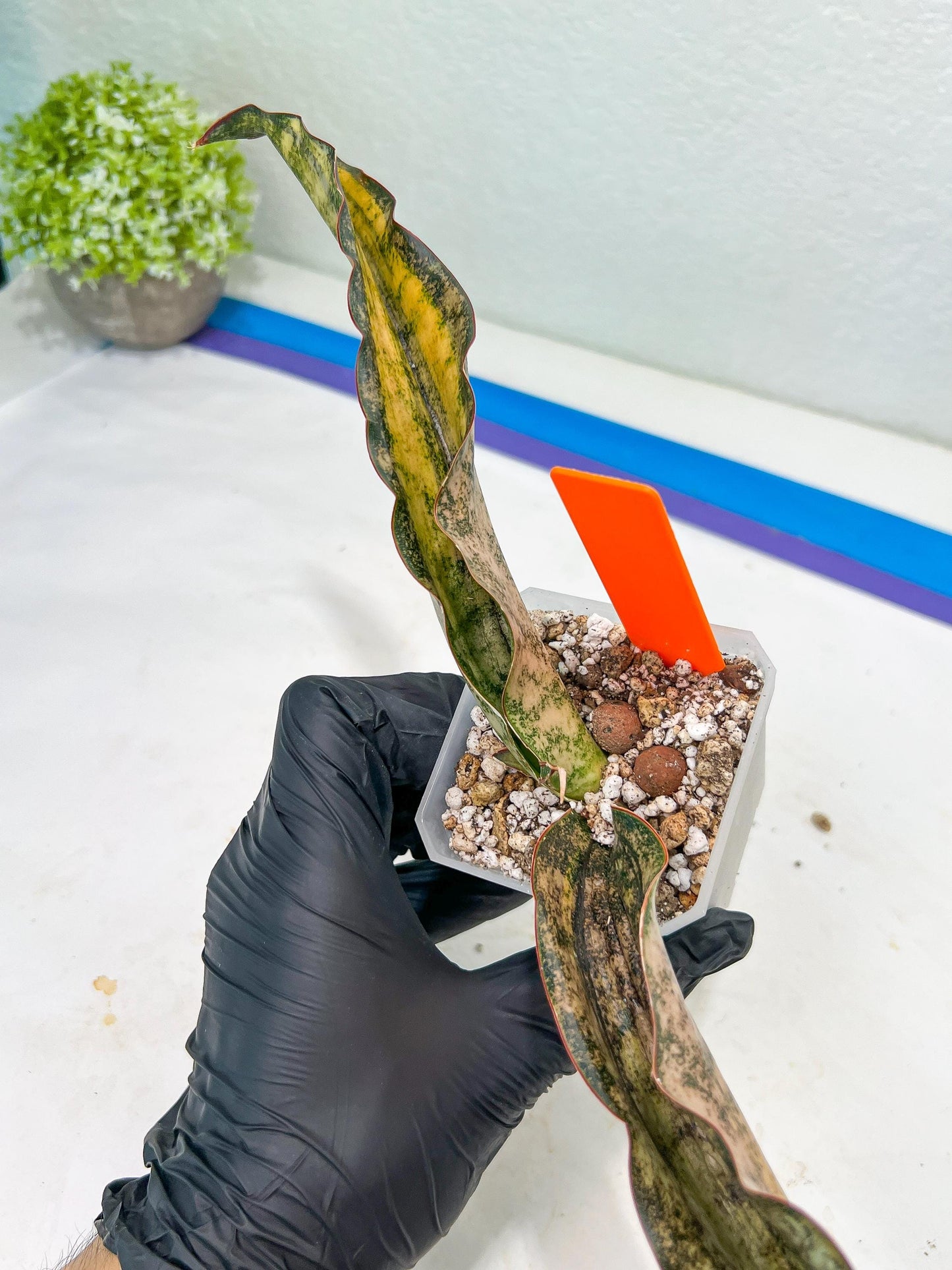 Sansevieria Kirkii Coppertone Variegated (G2) | Rare houseplants like this don’t last long