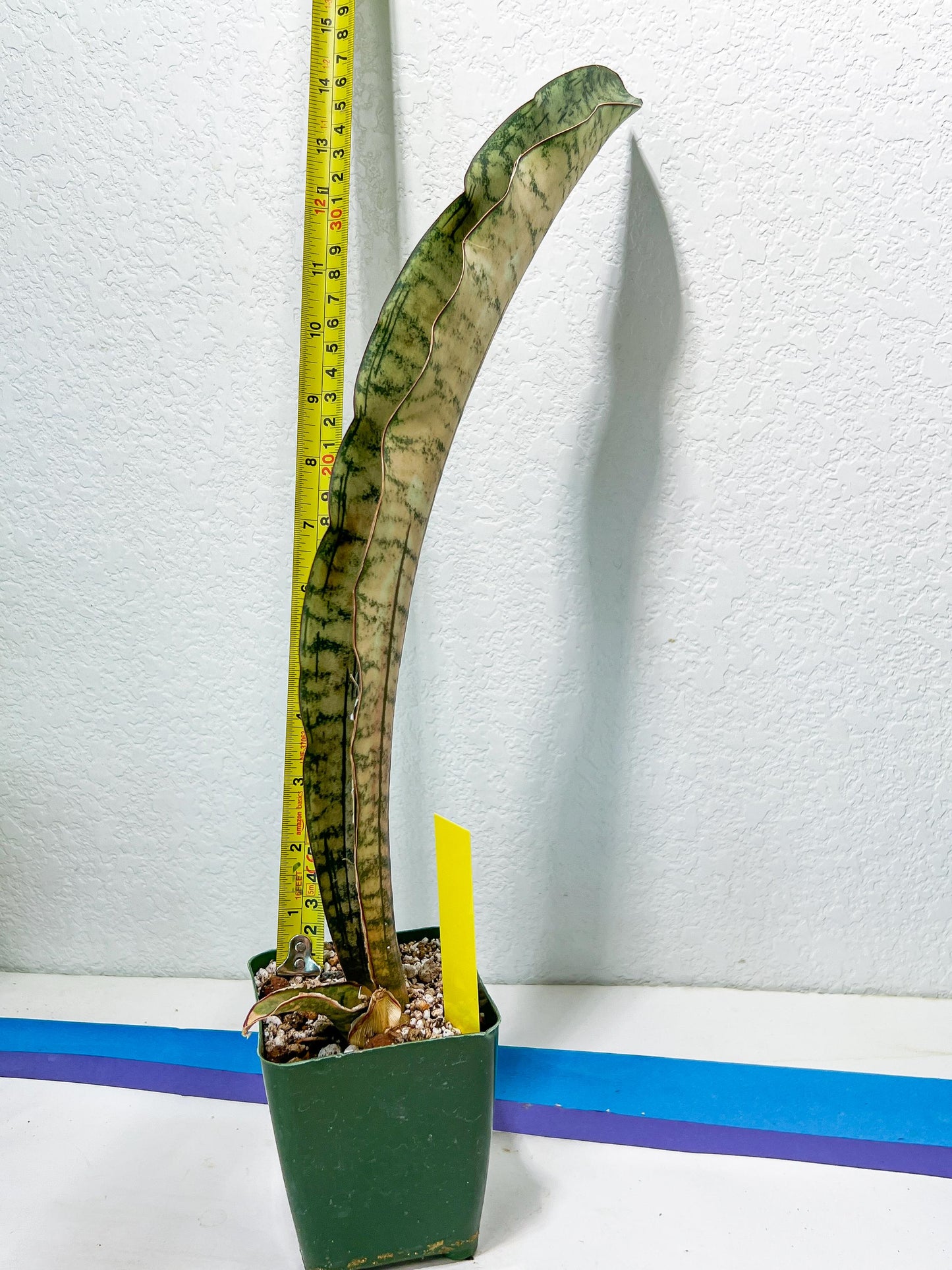 Sansevieria Kirkii Pepito | Imported Snake Plants