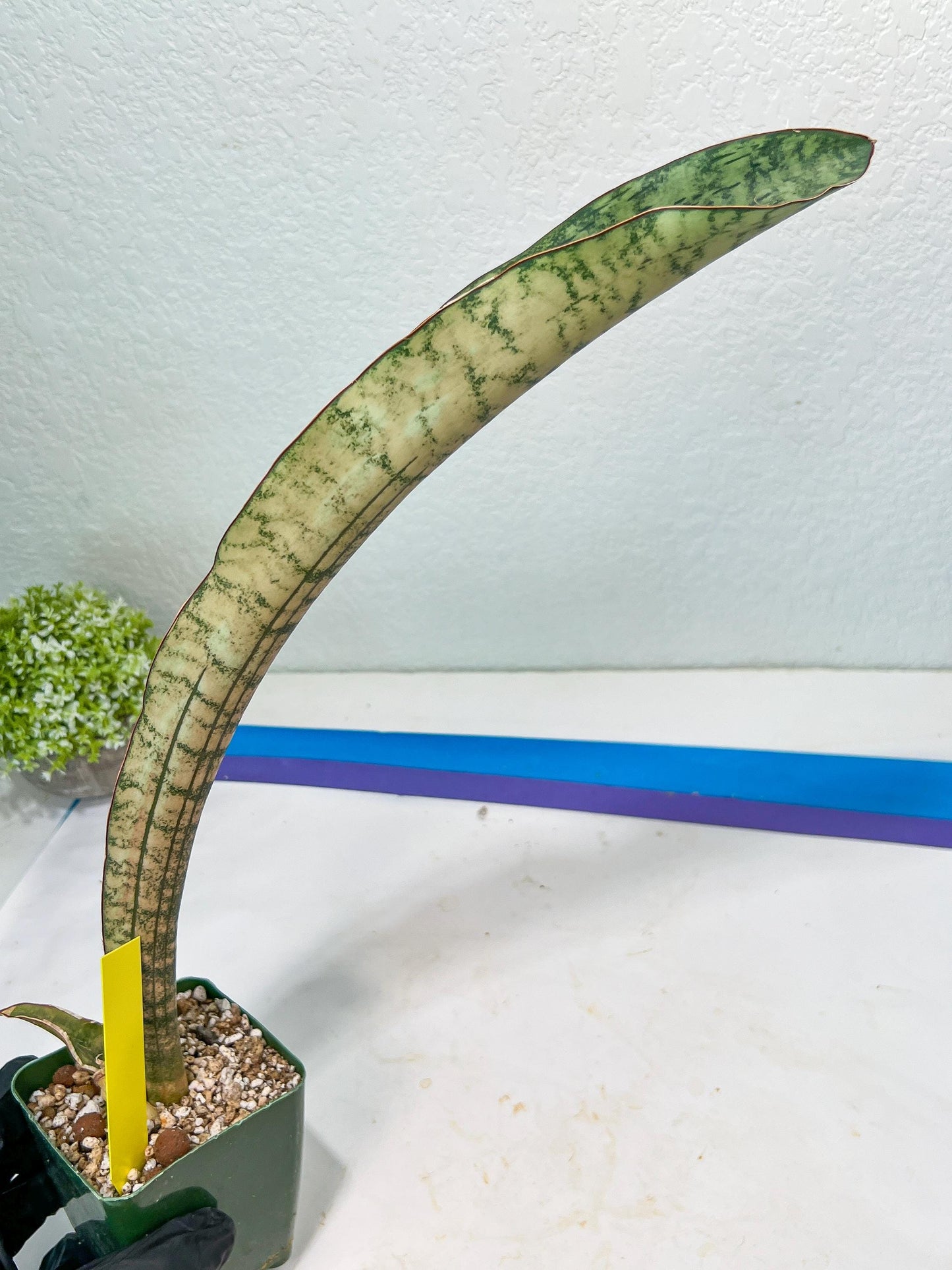 Sansevieria Kirkii Pepito | Imported Snake Plants