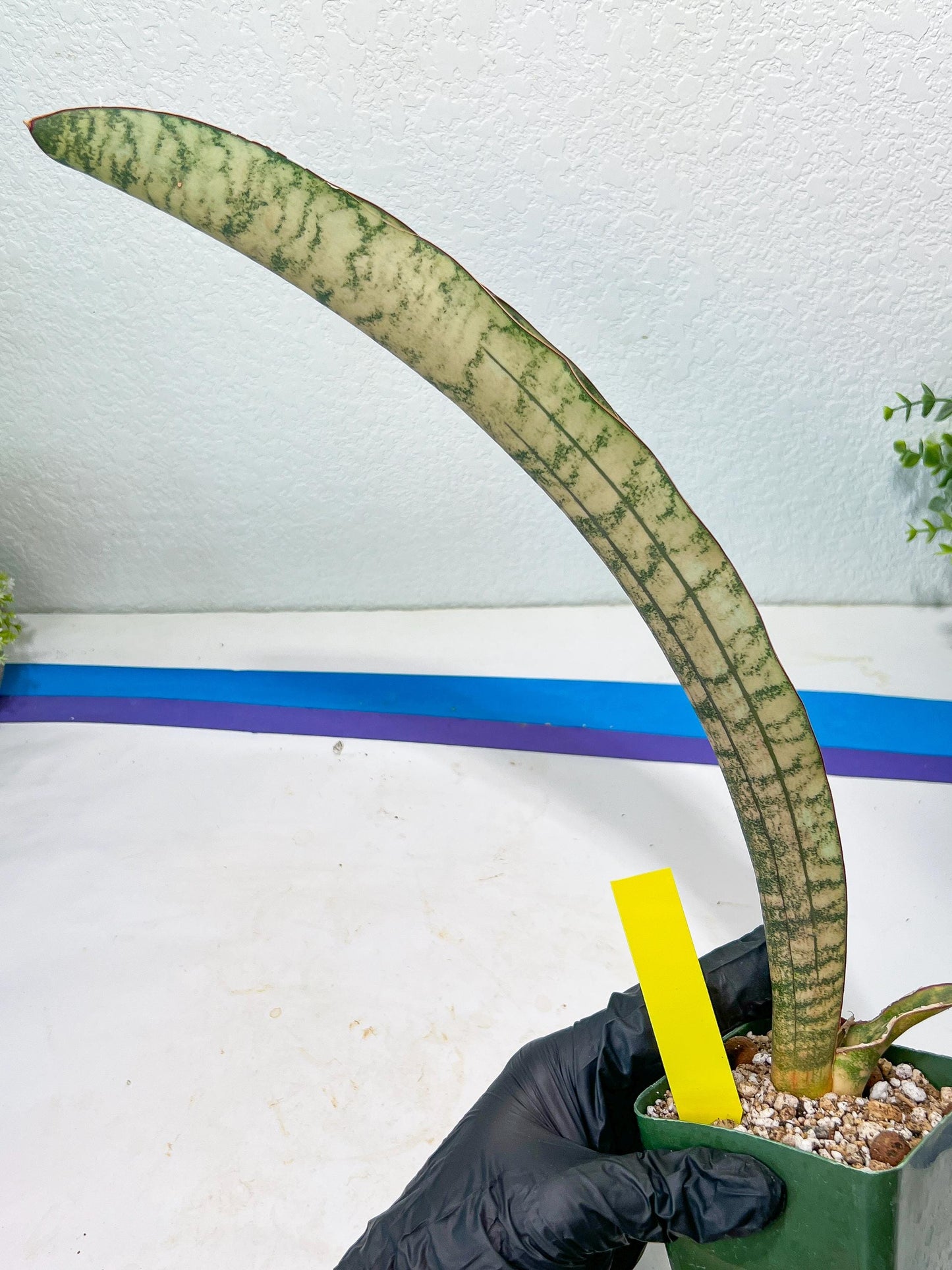 Sansevieria Kirkii Pepito | Imported Snake Plants