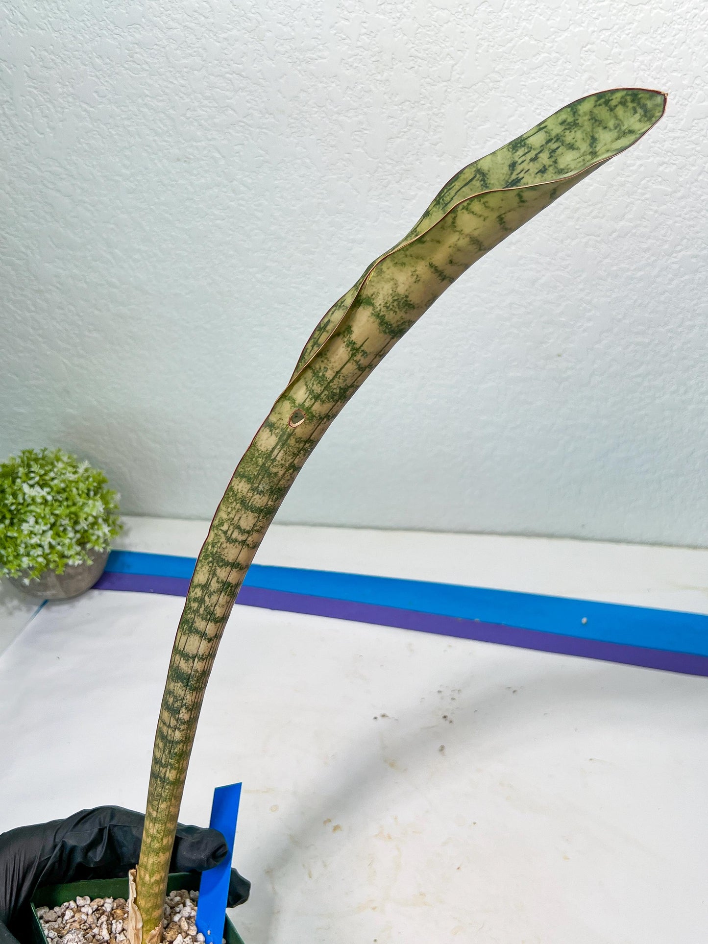 Sansevieria Kirkii Pepito (#R6~8) | Very Rare Import Snake Plants