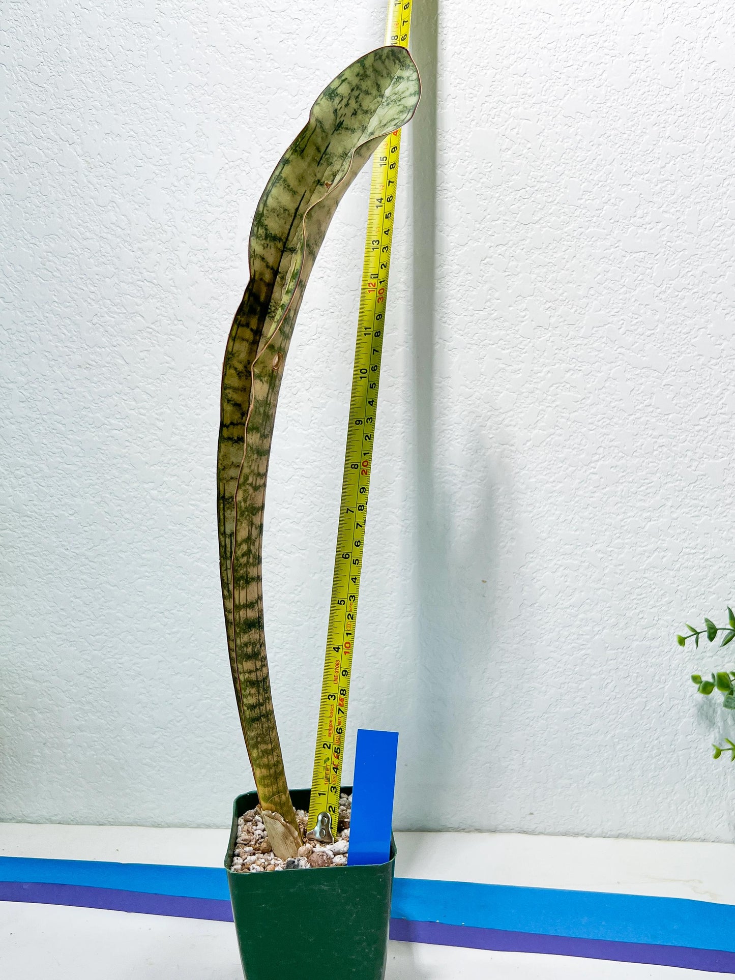 Sansevieria Kirkii Pepito (#R6~8) | Very Rare Import Snake Plants