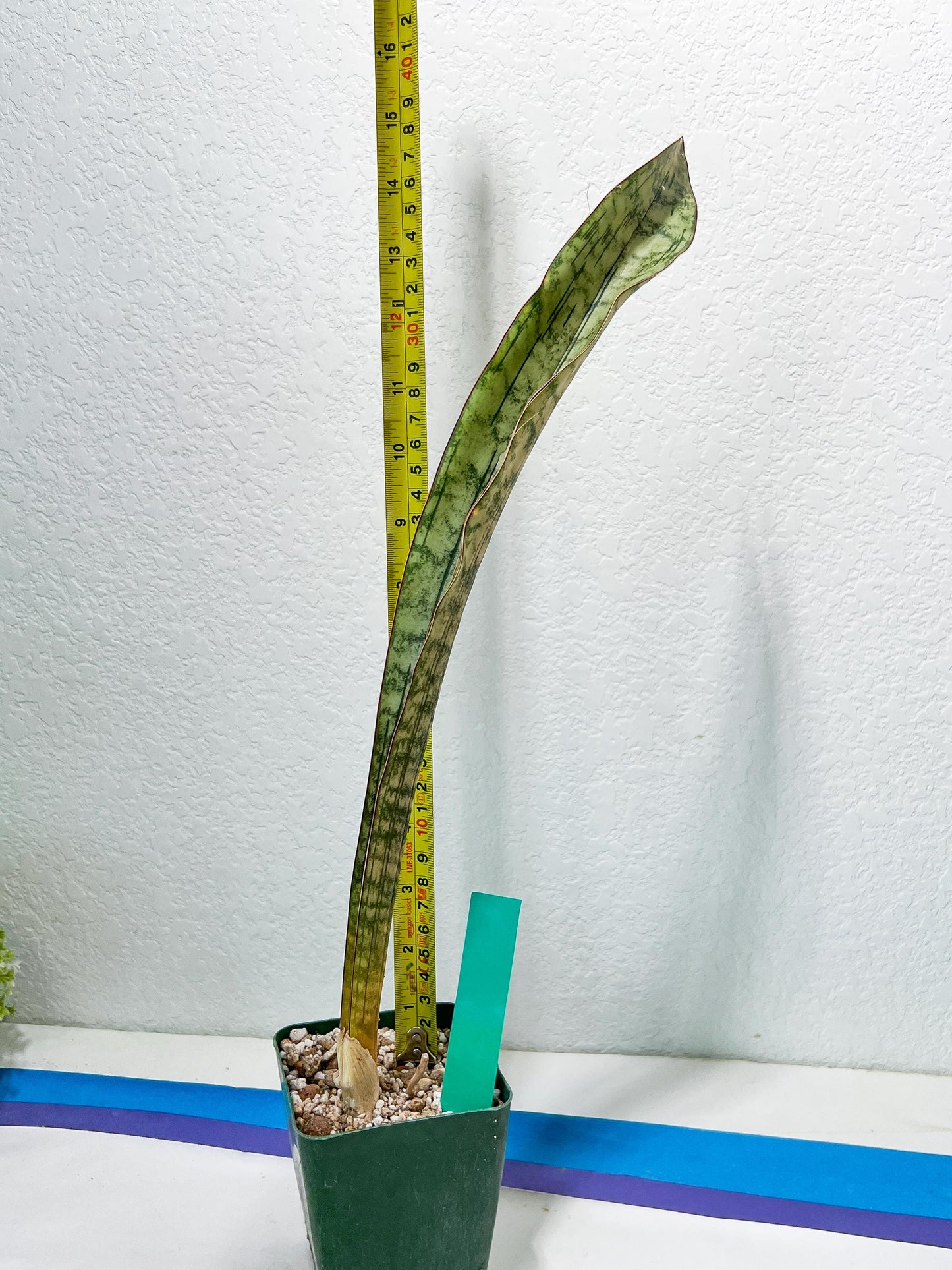 Sansevieria Kirkii Pepito (#R6~8) | Very Rare Import Snake Plants