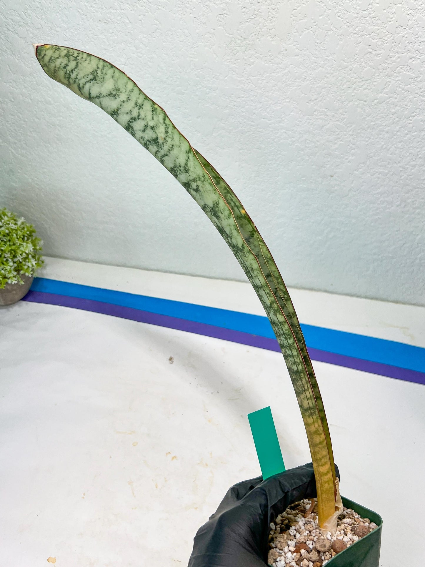 Sansevieria Kirkii Pepito (#R6~8) | Very Rare Import Snake Plants