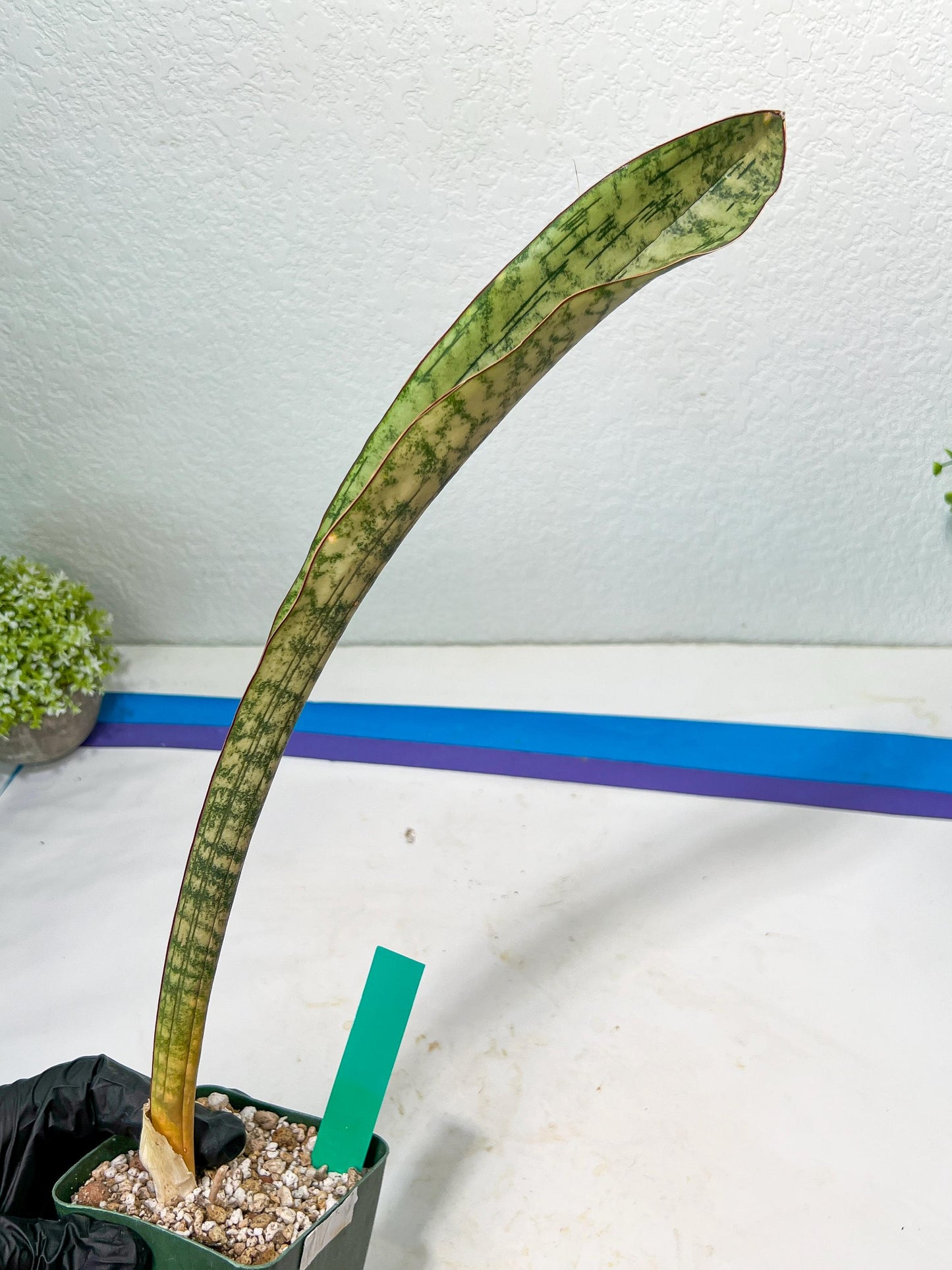 Sansevieria Kirkii Pepito (#R6~8) | Very Rare Import Snake Plants