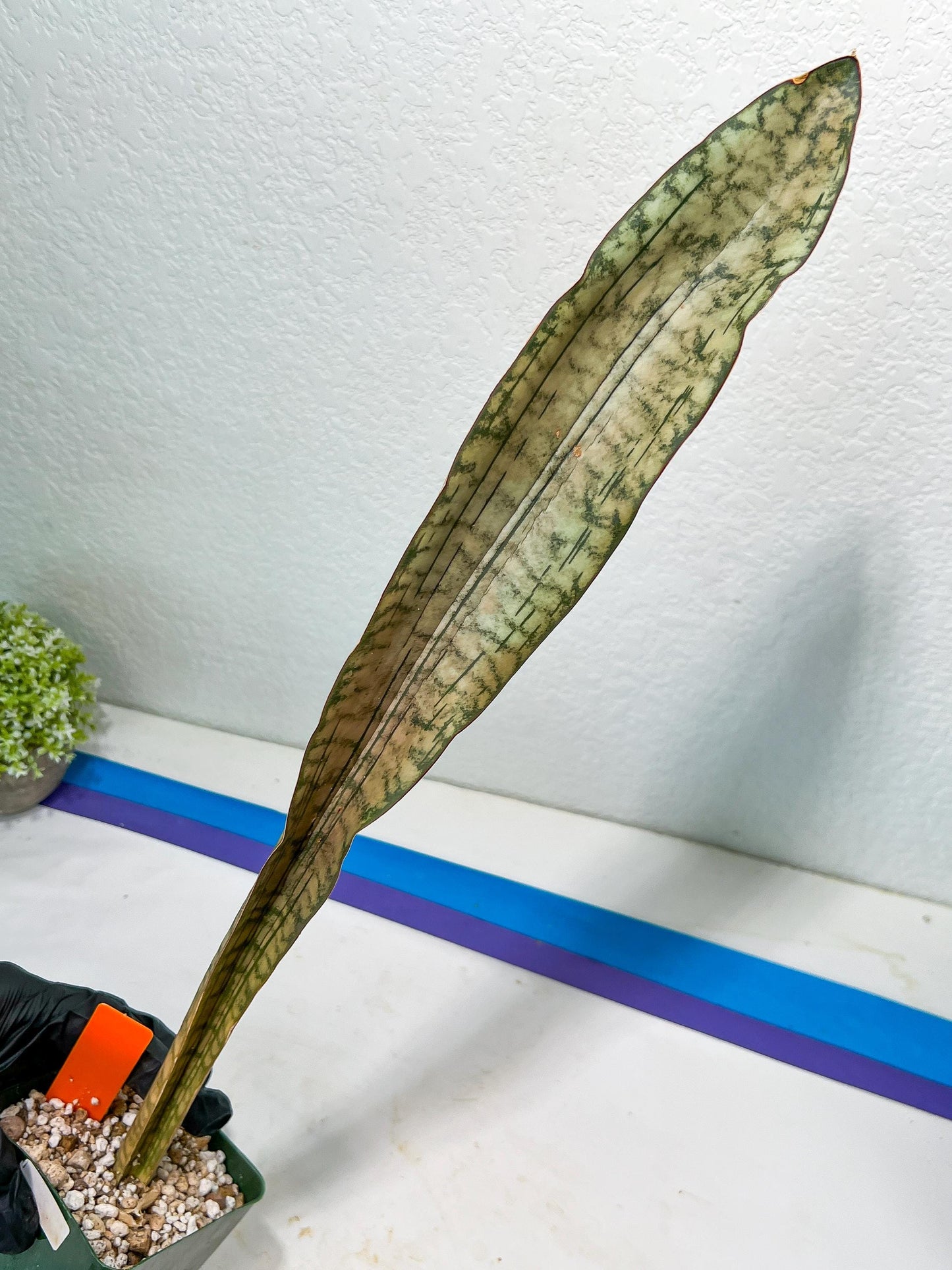 Sansevieria Kirkii Pepito (#R-O) | Very Rare Import Snake Plants