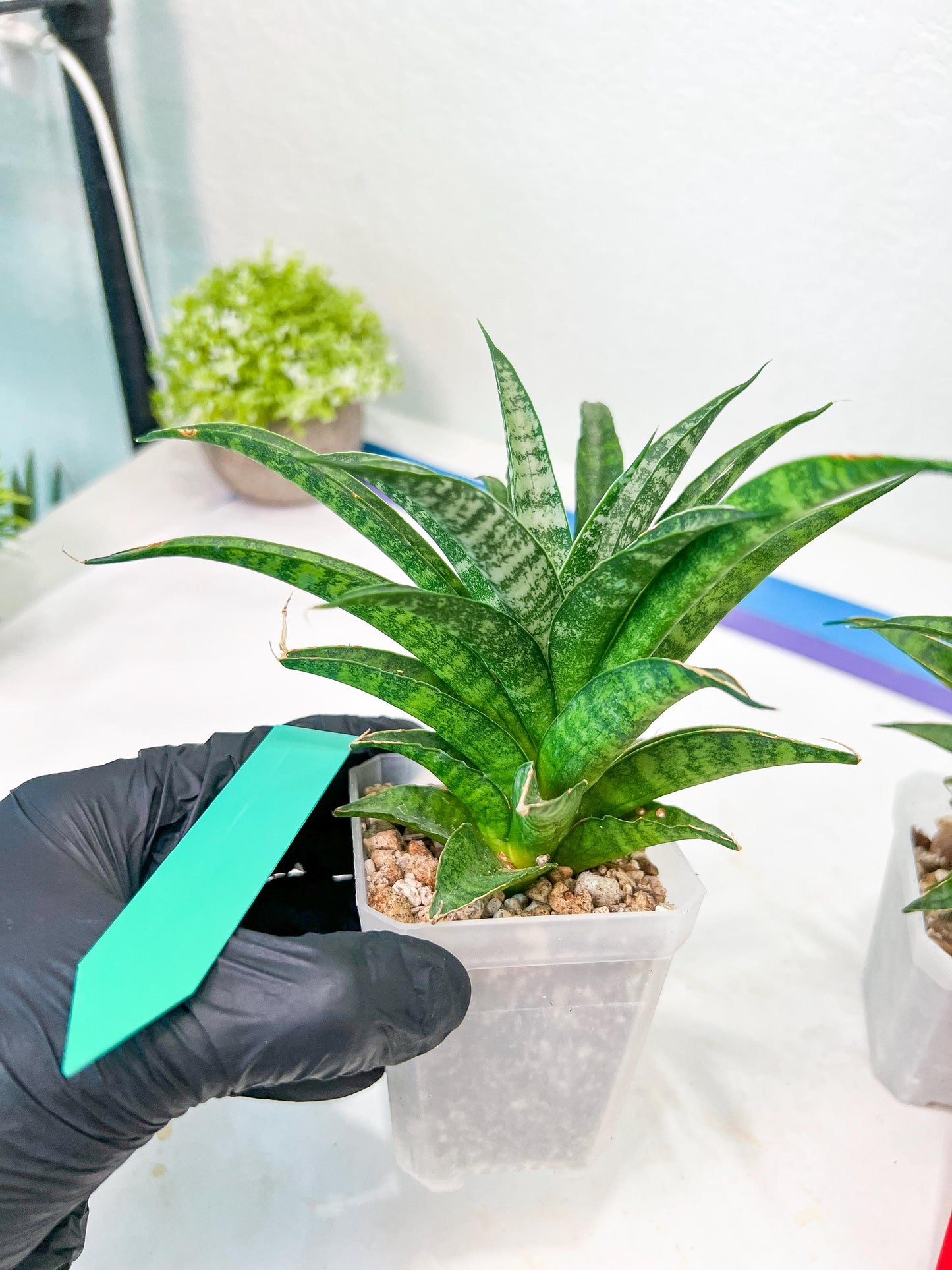 Sansevieria Crocodile Rock (#H1) | Imported Plants