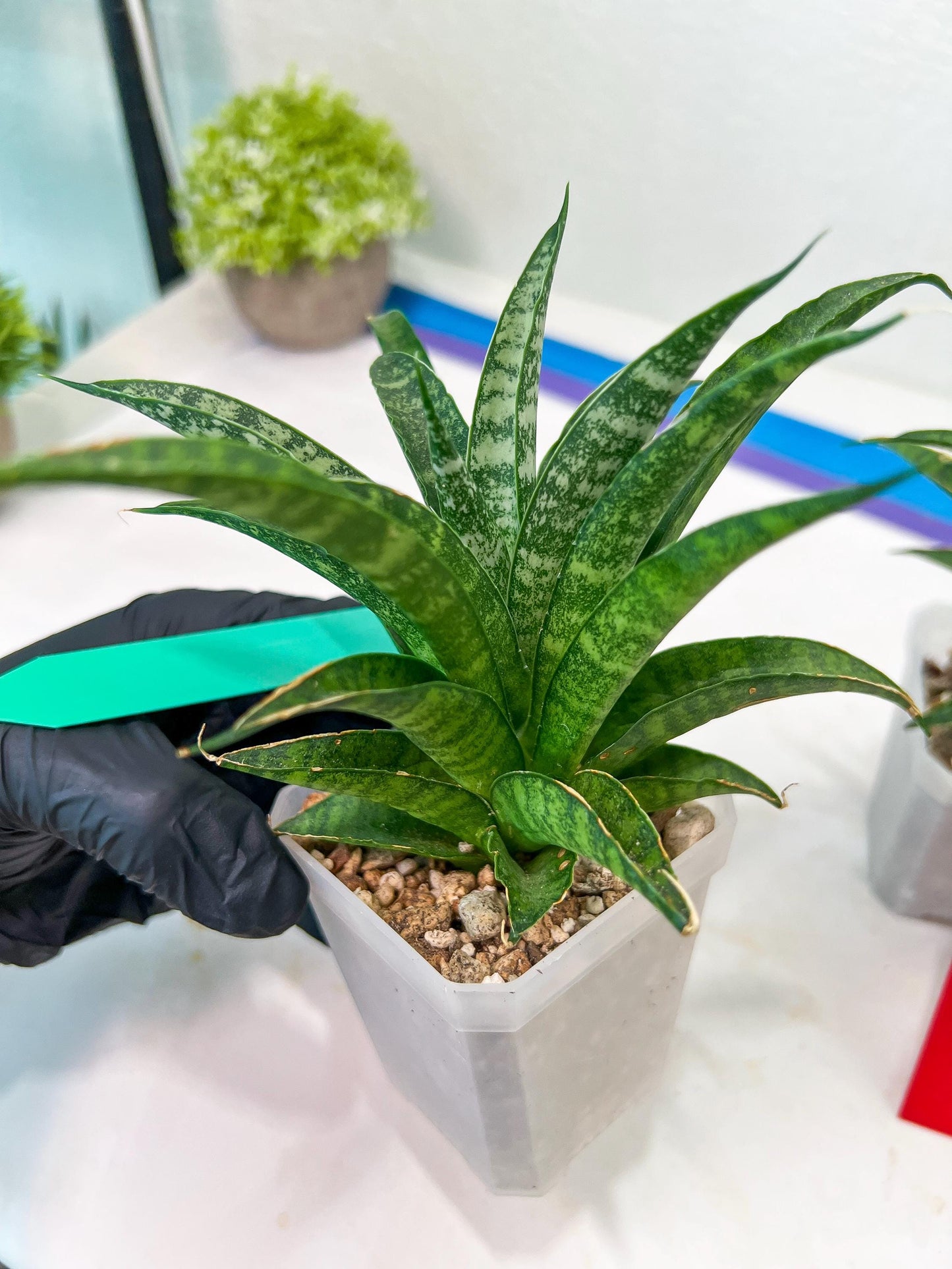 Sansevieria Crocodile Rock (#H1) | Imported Plants