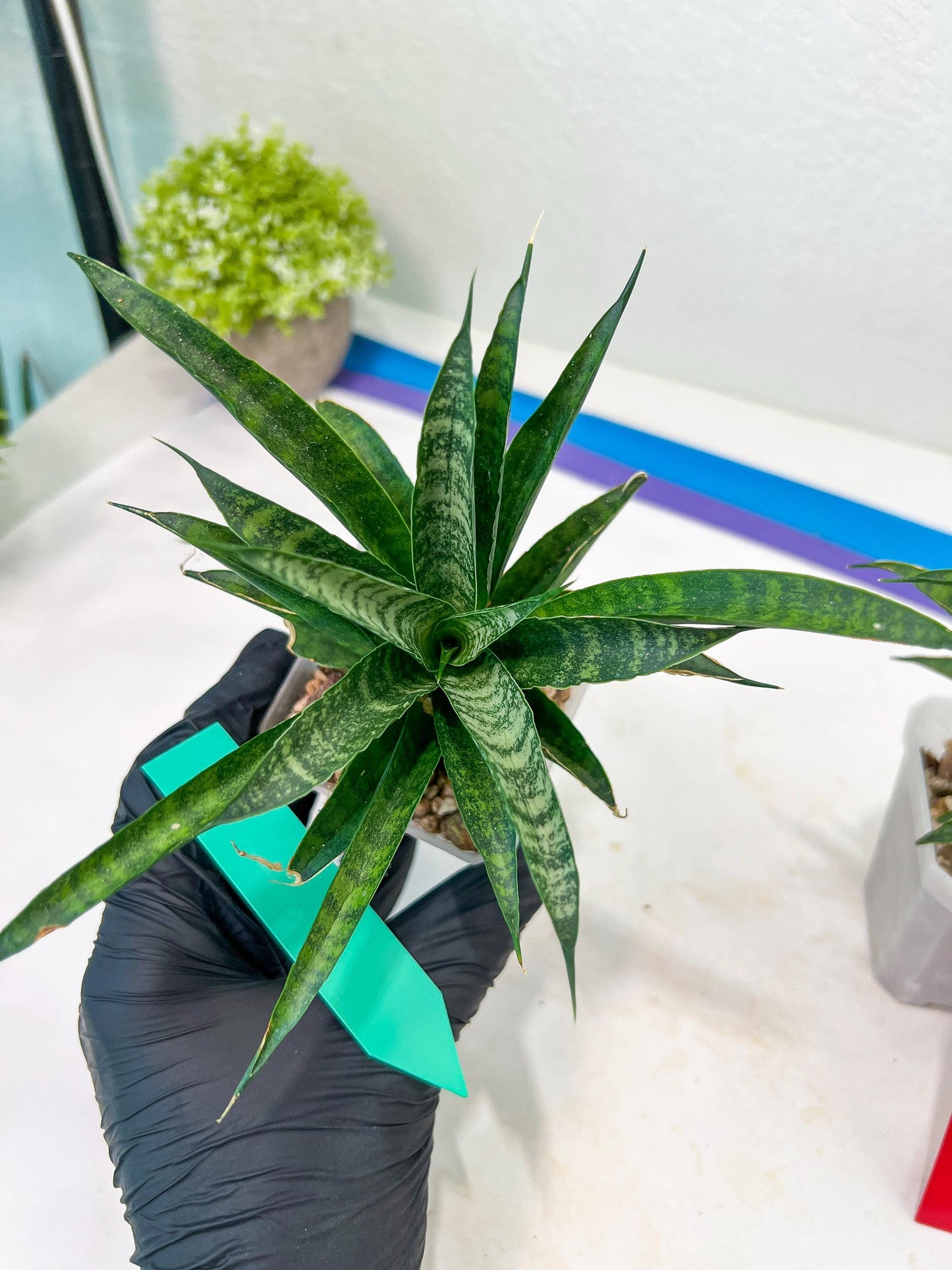 Sansevieria Crocodile Rock (#H1) | Imported Plants