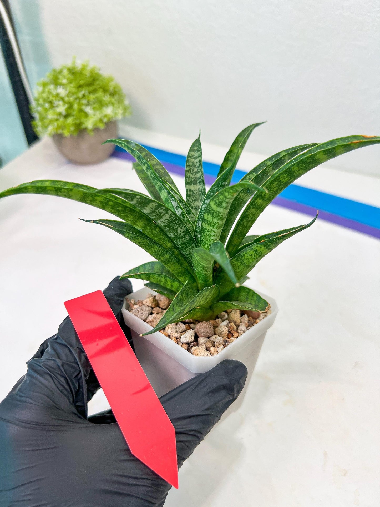 Sansevieria Crocodile Rock (#H1) | Imported Plants