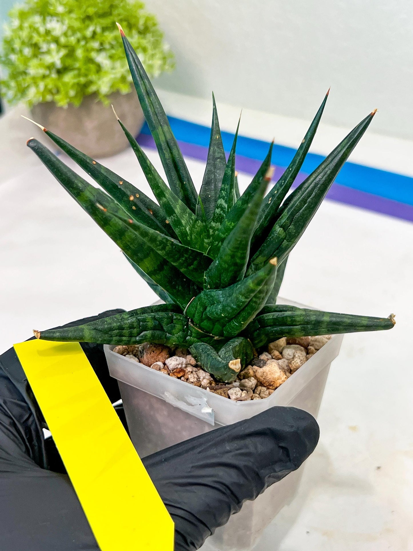 Sansevieria Blorong (#H4) | Rare Imported House Plants | Rare Snake Plant