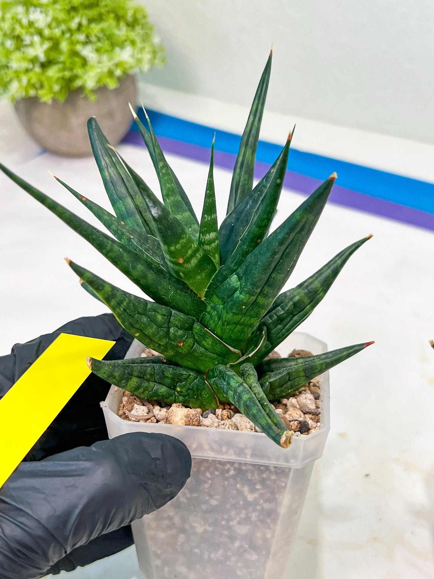 Sansevieria Blorong (#H4) | Rare Imported House Plants | Rare Snake Plant