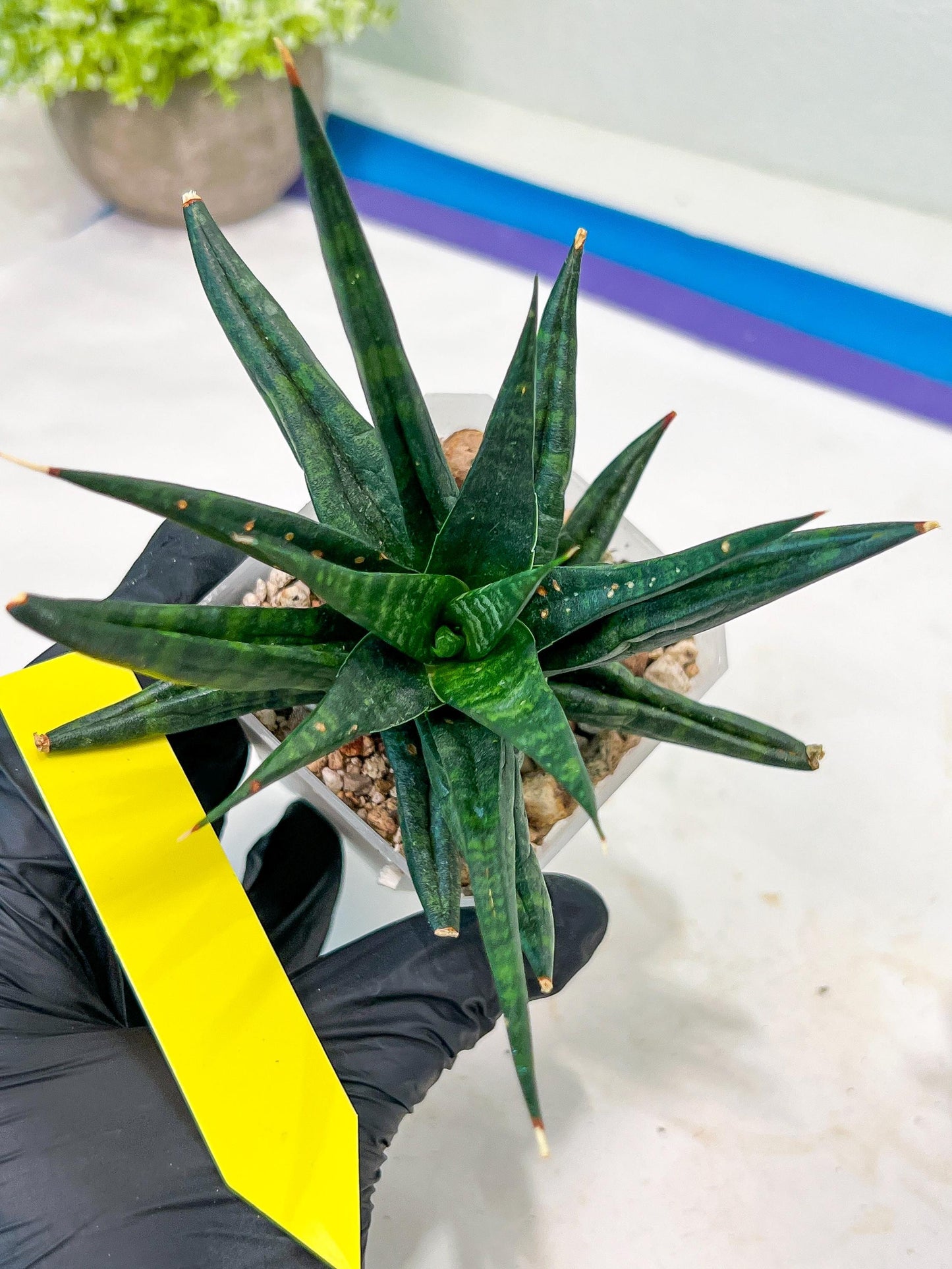 Sansevieria Blorong (#H4) | Rare Imported House Plants | Rare Snake Plant
