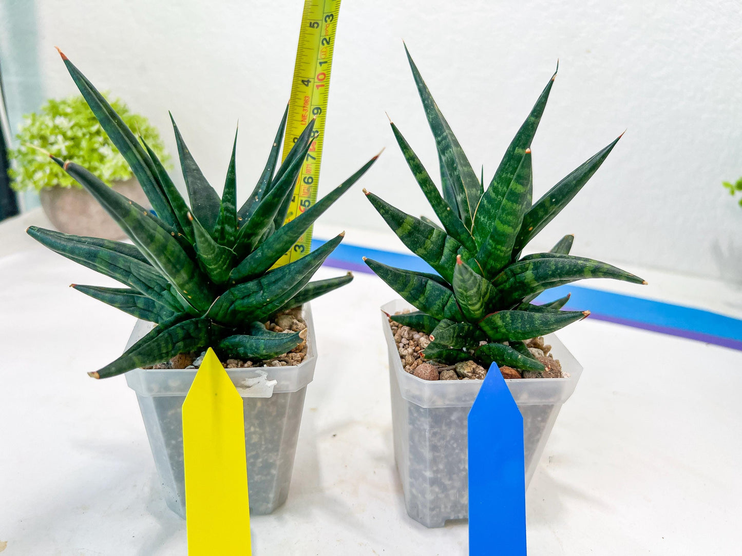 Sansevieria Blorong (#H4) | Rare Imported House Plants | Rare Snake Plant