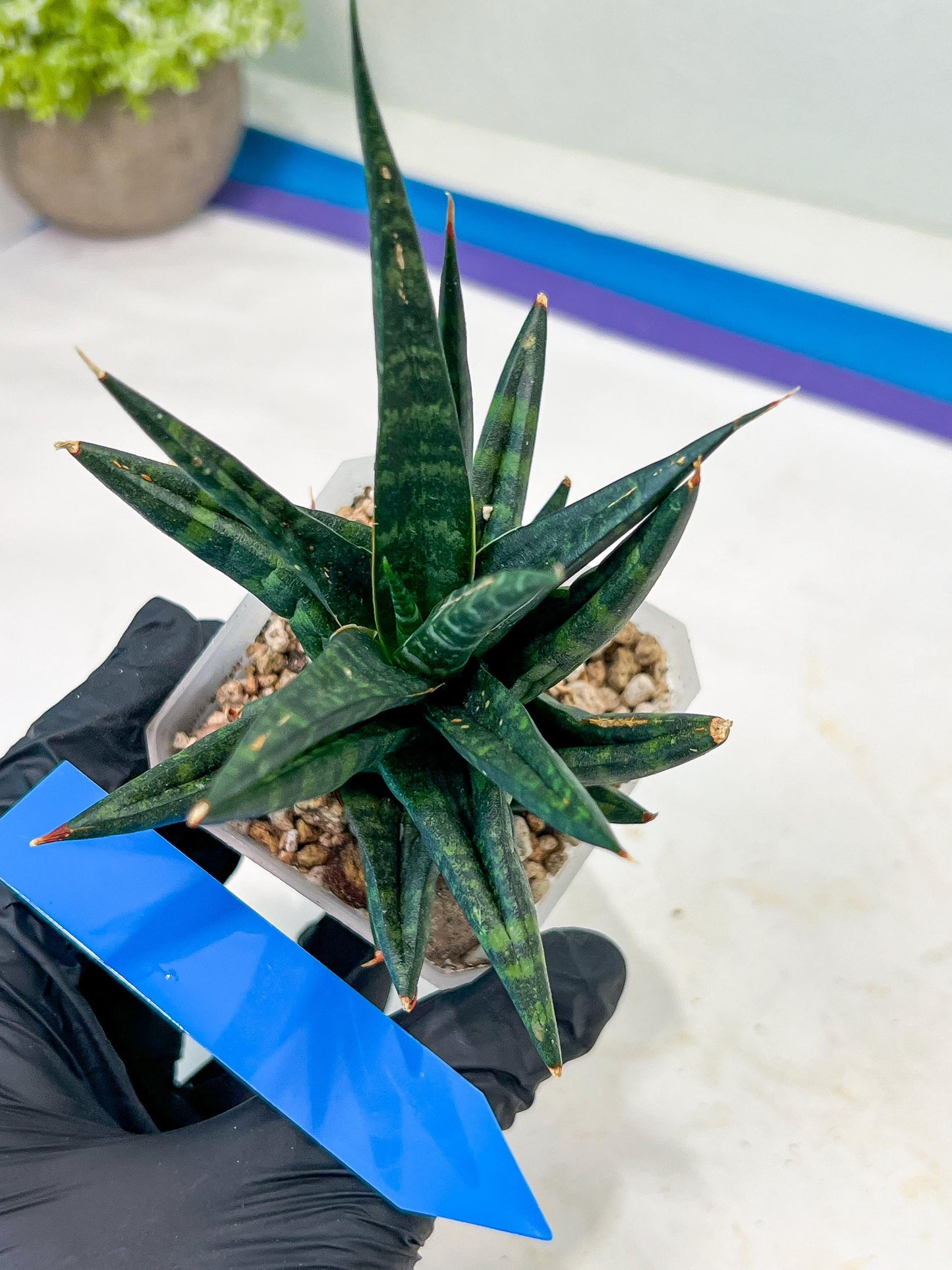 Sansevieria Blorong (#H4) | Rare Imported House Plants | Rare Snake Plant