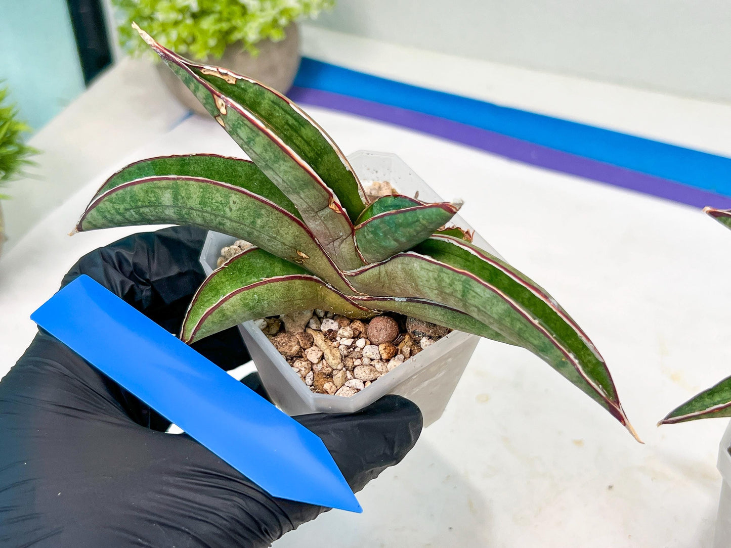 Sansevieria Pfisteri (#H6) | Uncover a Rare and Unusual Plant