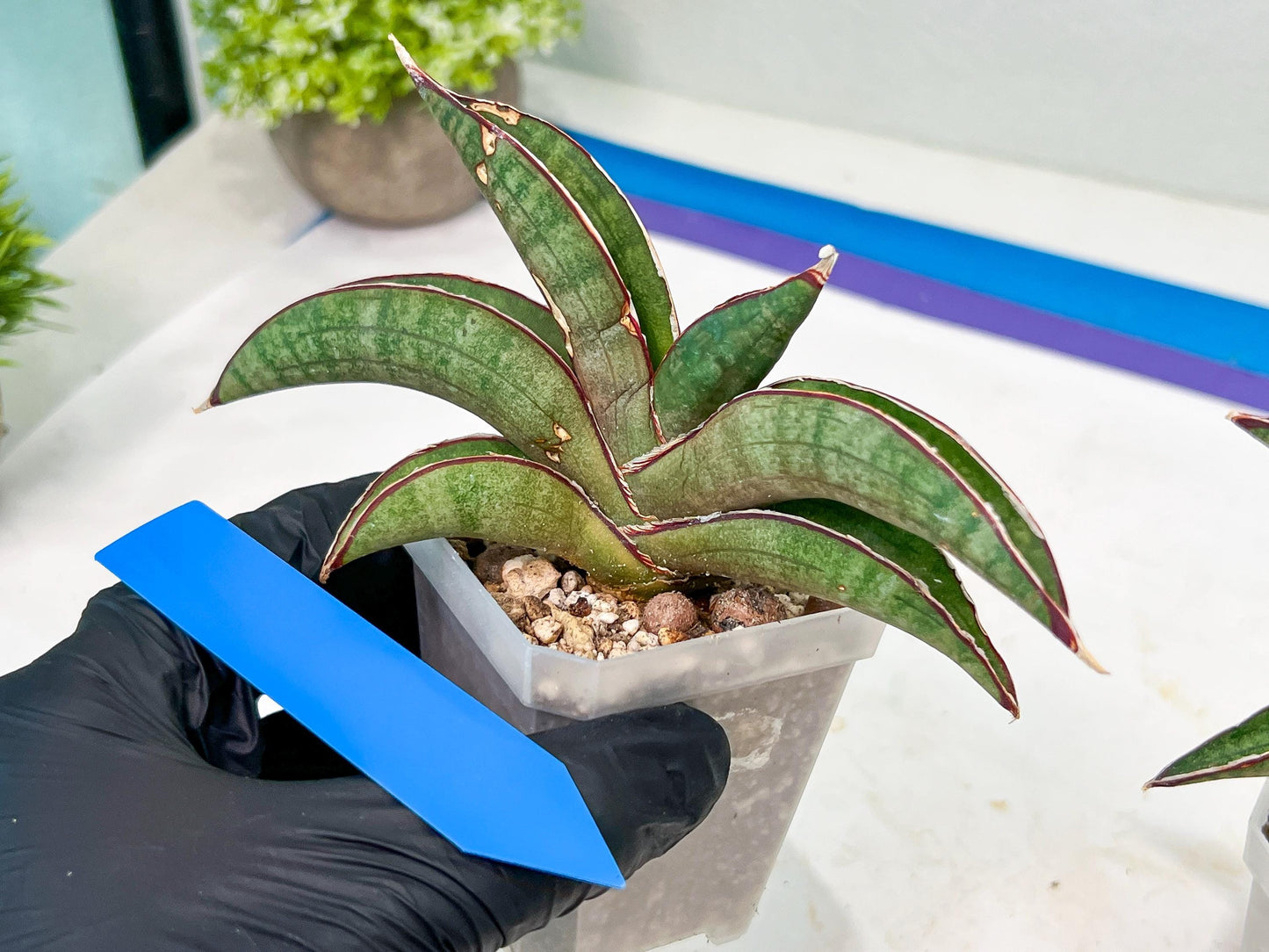 Sansevieria Pfisteri (#H6) | Uncover a Rare and Unusual Plant