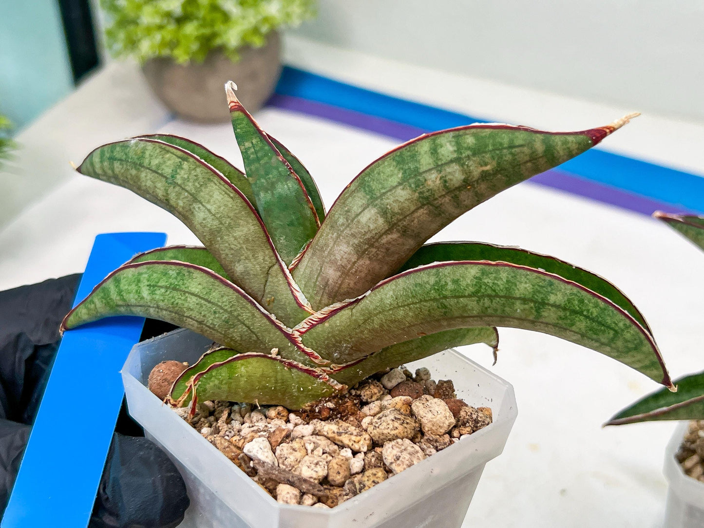 Sansevieria Pfisteri (#H6) | Uncover a Rare and Unusual Plant