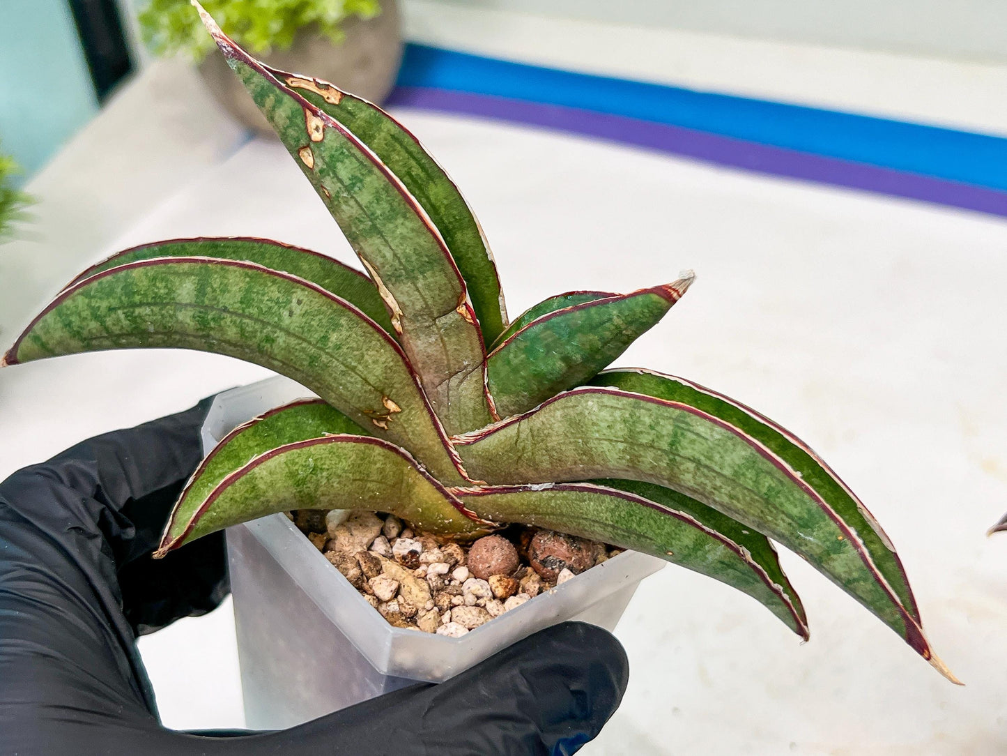Sansevieria Pfisteri (#H6) | Uncover a Rare and Unusual Plant