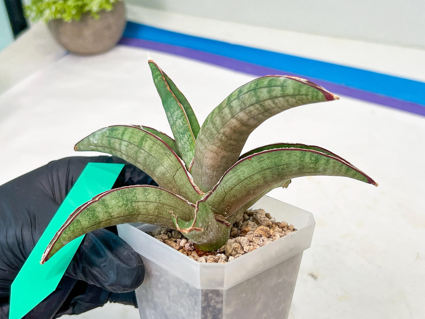 Sansevieria Pfisteri (#H6) | Uncover a Rare and Unusual Plant