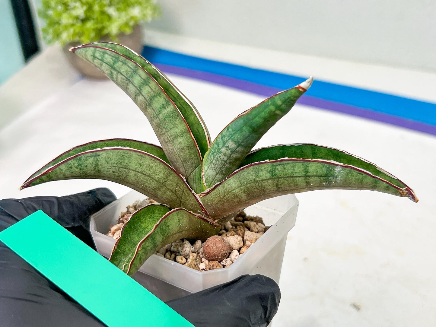Sansevieria Pfisteri (#H6) | Uncover a Rare and Unusual Plant