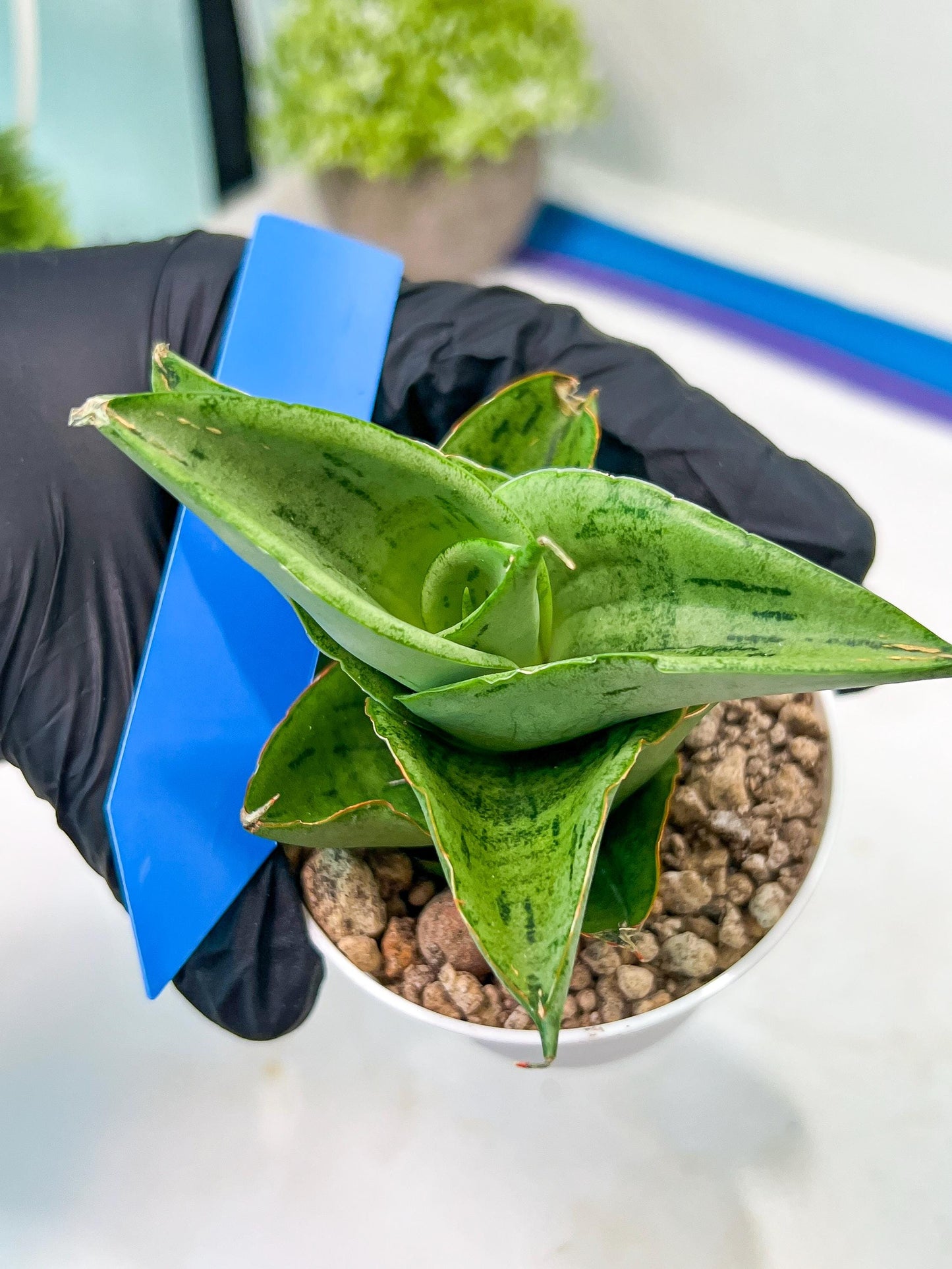Sansevieria Dewa Mini (H10) | Very Hard to Import | 2" Pot