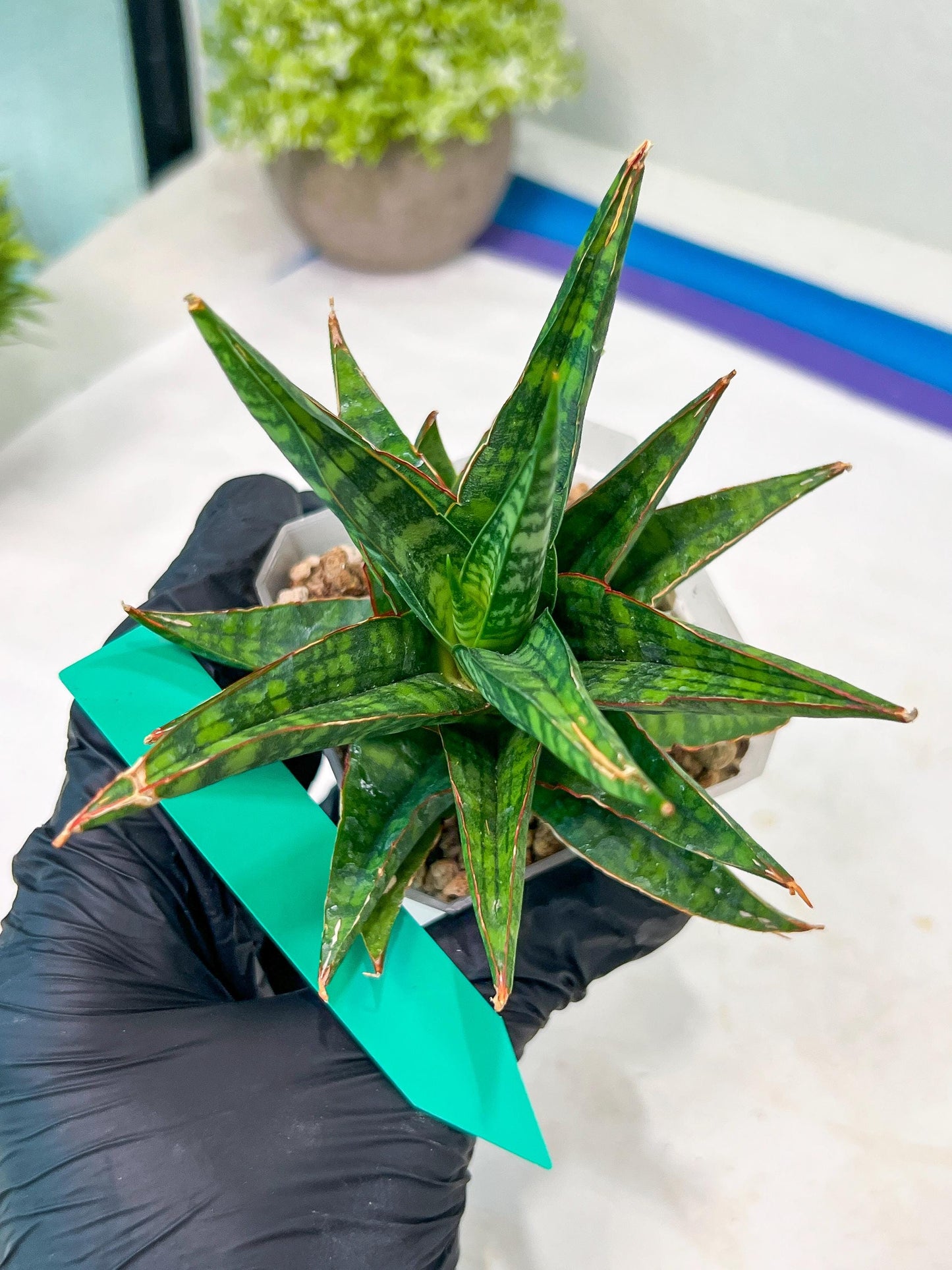 Sansevieria Star Gate (#H10) | Imported Hybrids
