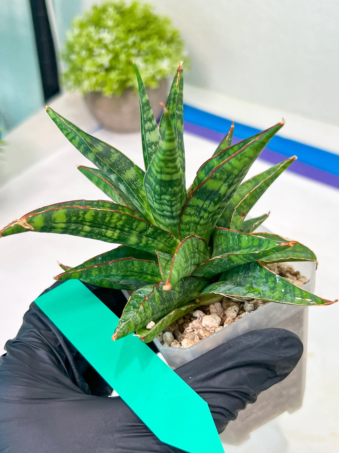Sansevieria Star Gate (#H10) | Imported Hybrids
