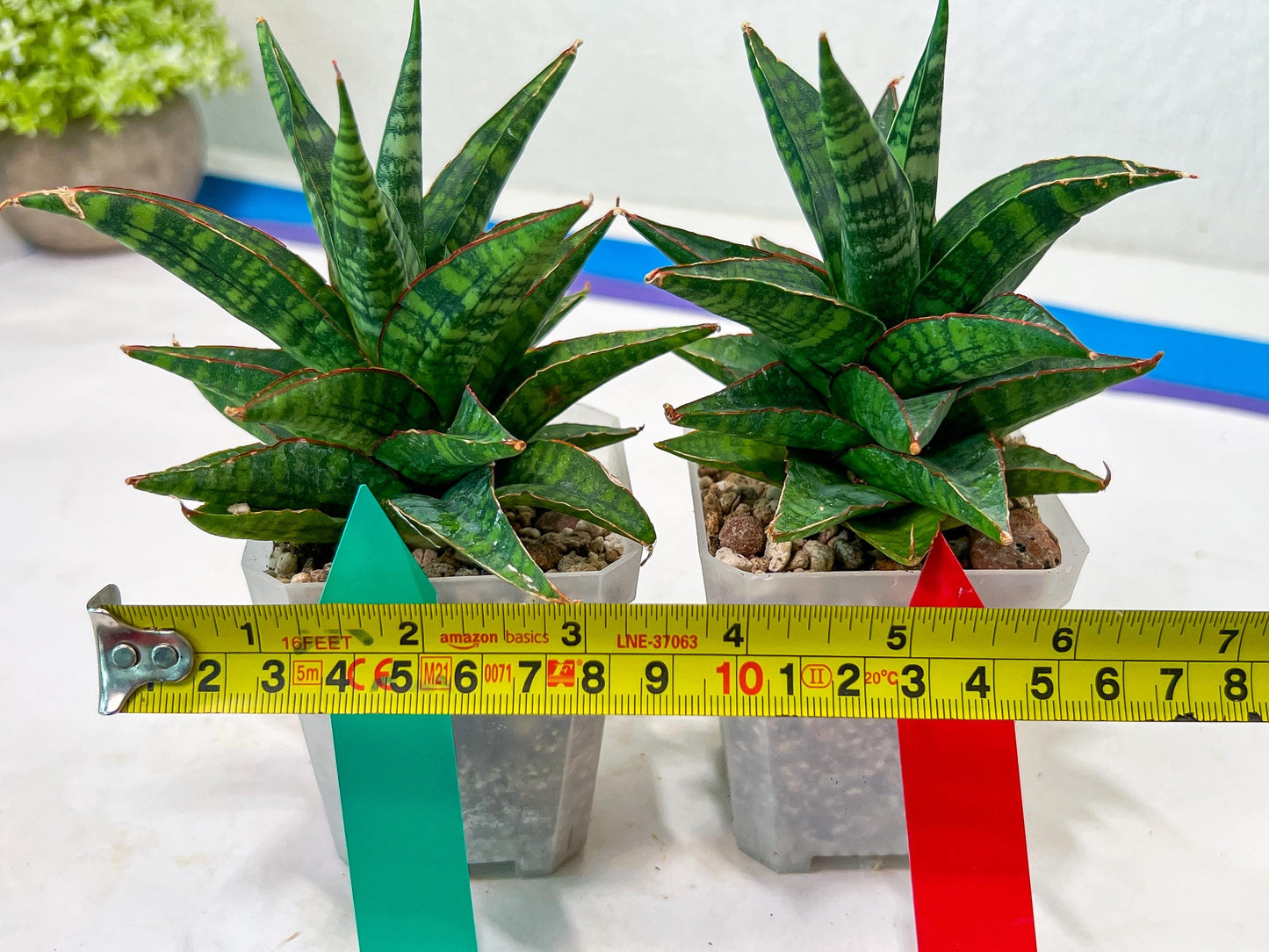 Sansevieria Star Gate (#H10) | Imported Hybrids