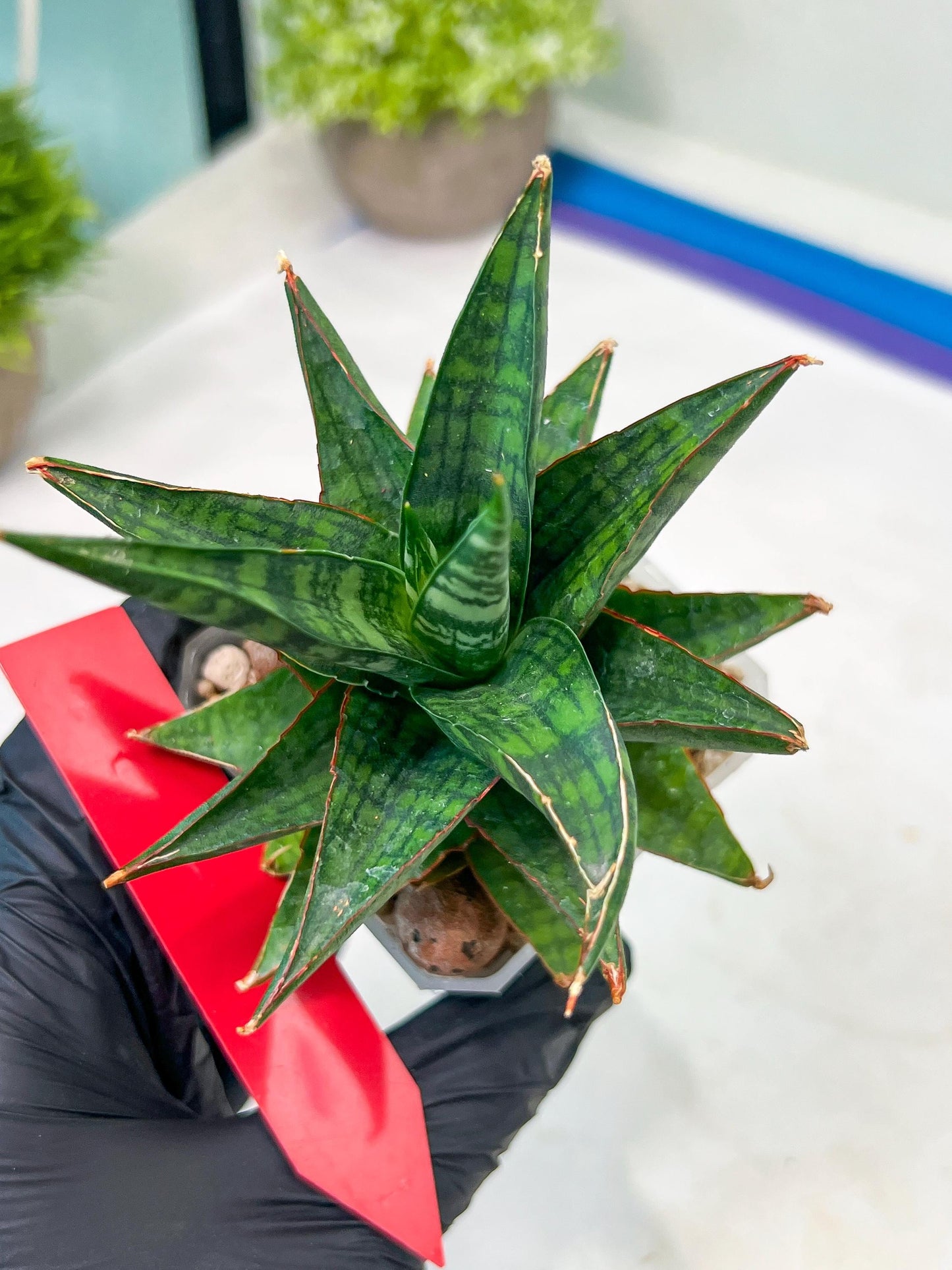 Sansevieria Star Gate (#H10) | Imported Hybrids