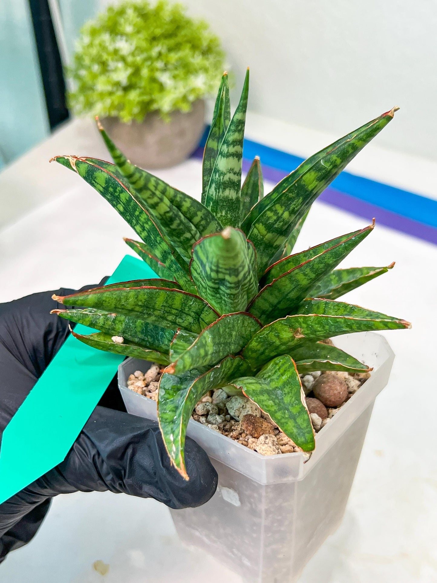 Sansevieria Star Gate (#H10) | Imported Hybrids