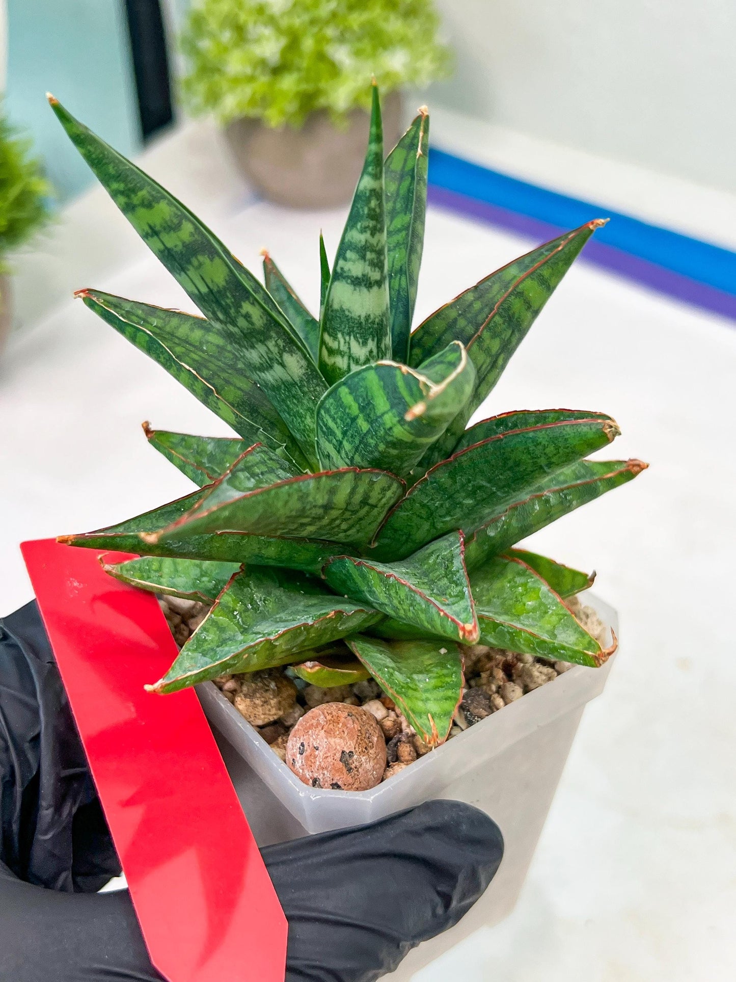 Sansevieria Star Gate (#H10) | Imported Hybrids