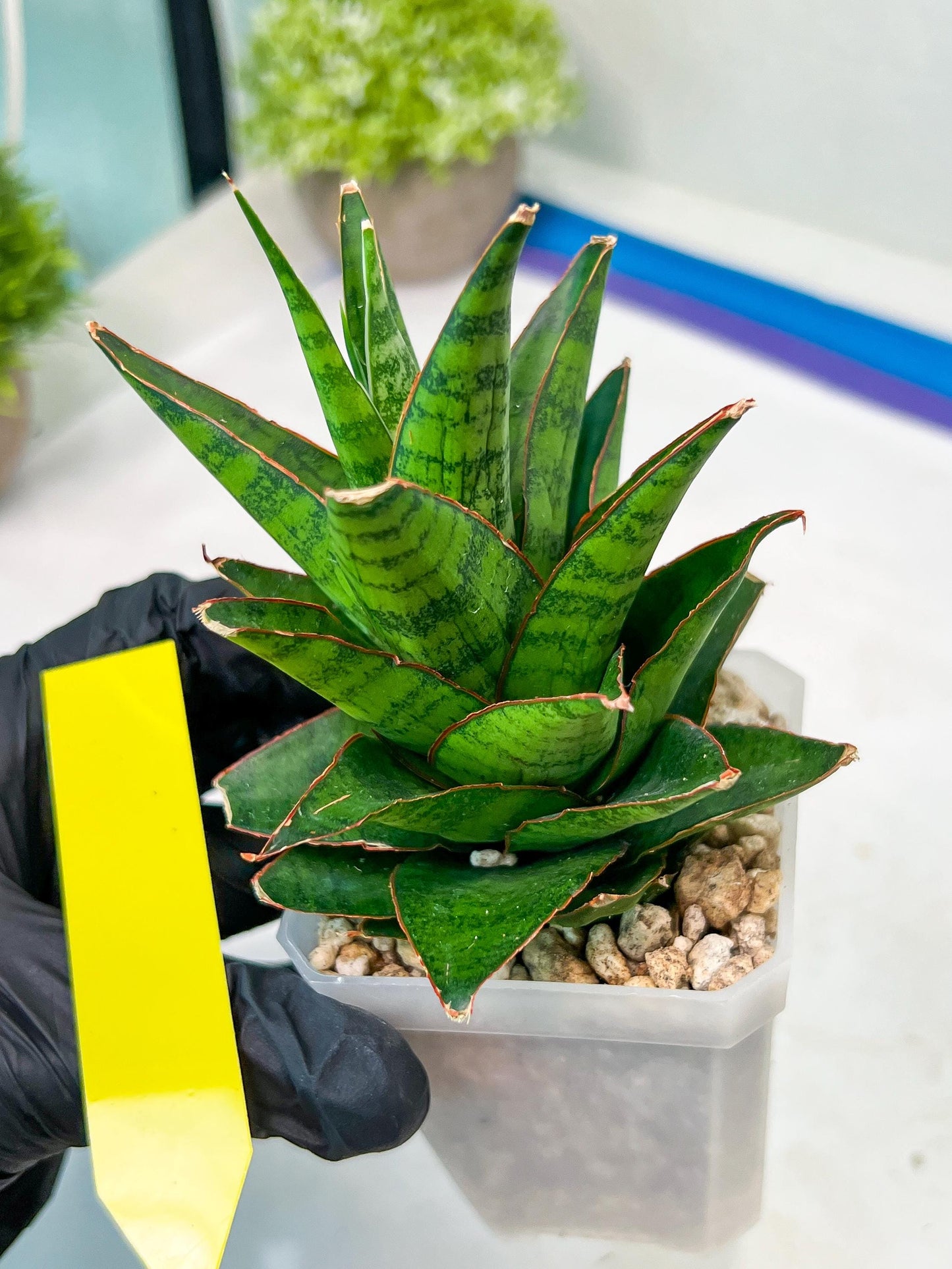 Sansevieria Asancaya (#H11) | Imported Plants | Rare Hybrid Species