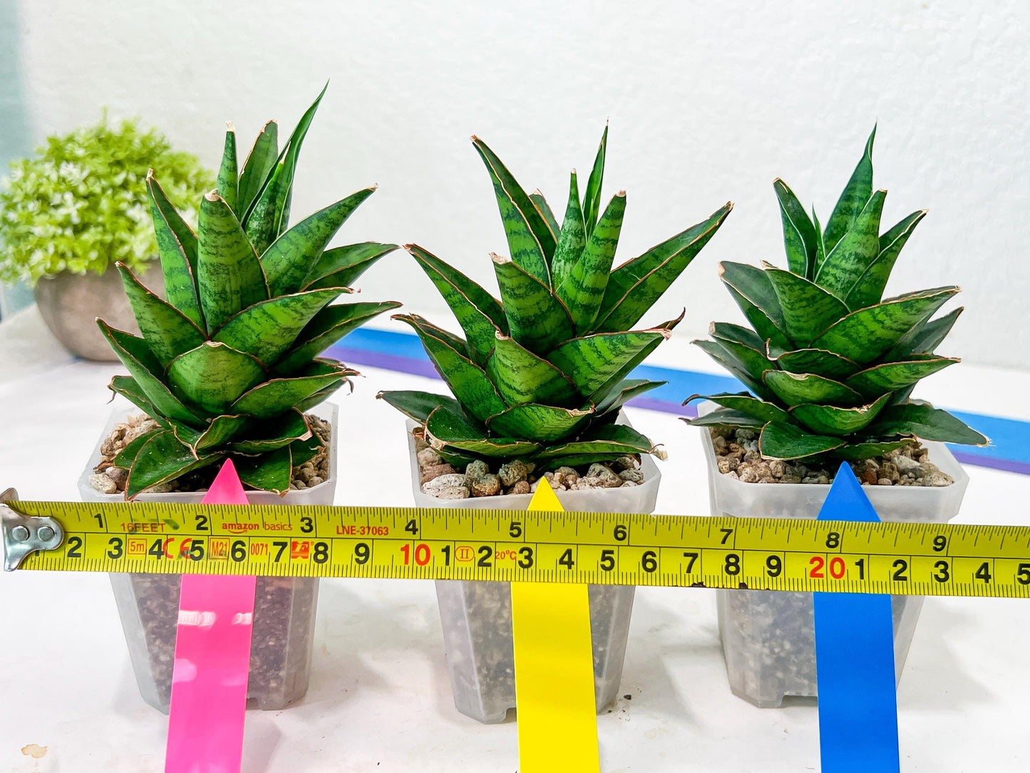 Sansevieria Asancaya (#H11) | Imported Plants | Rare Hybrid Species