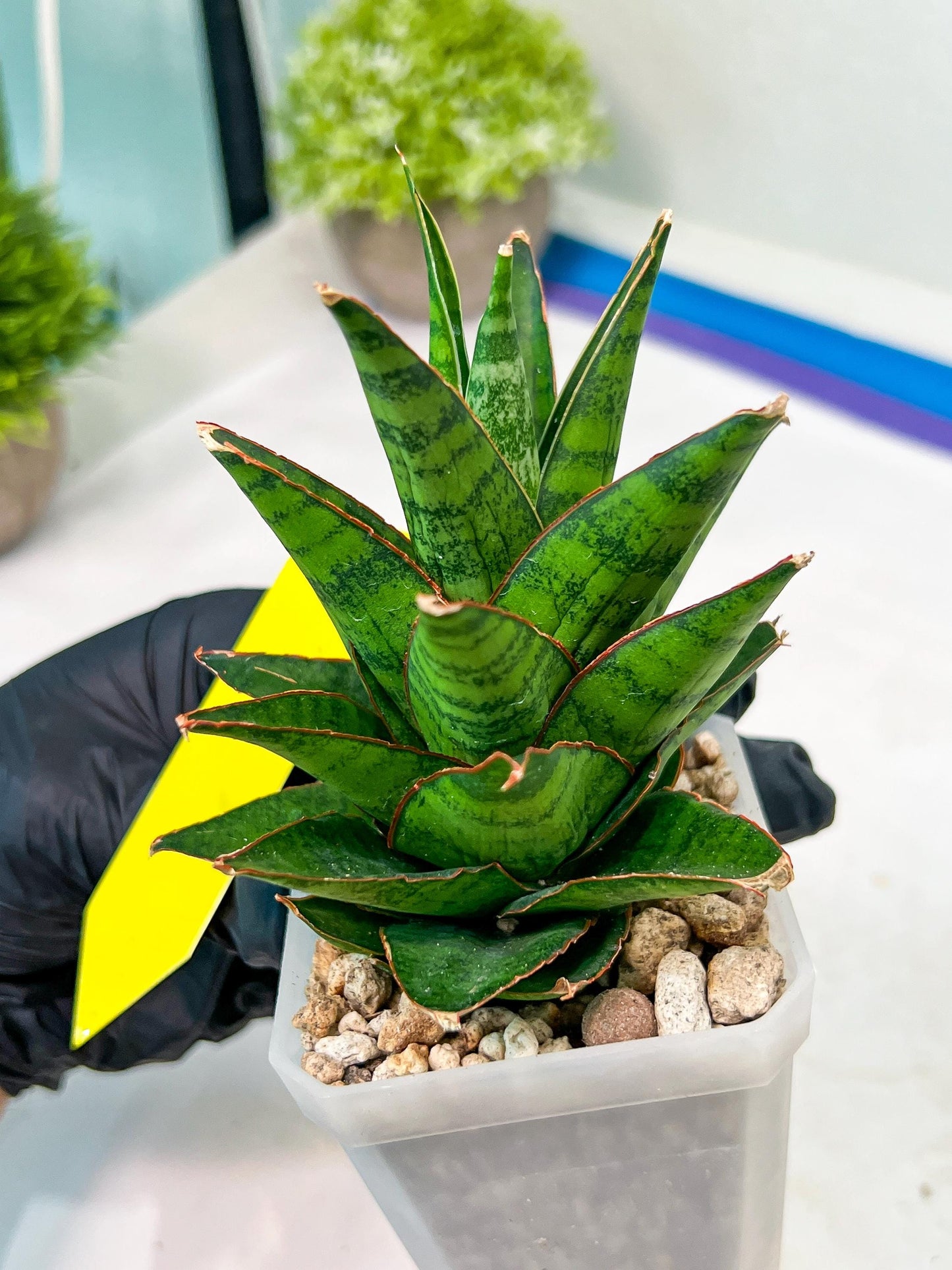 Sansevieria Asancaya (#H11) | Imported Plants | Rare Hybrid Species