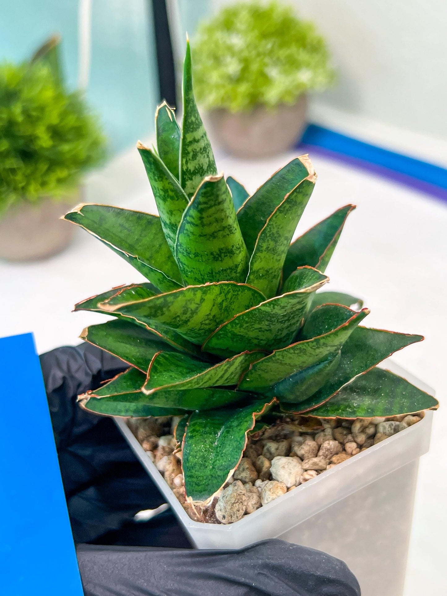 Sansevieria Asancaya (#H11) | Imported Plants | Rare Hybrid Species