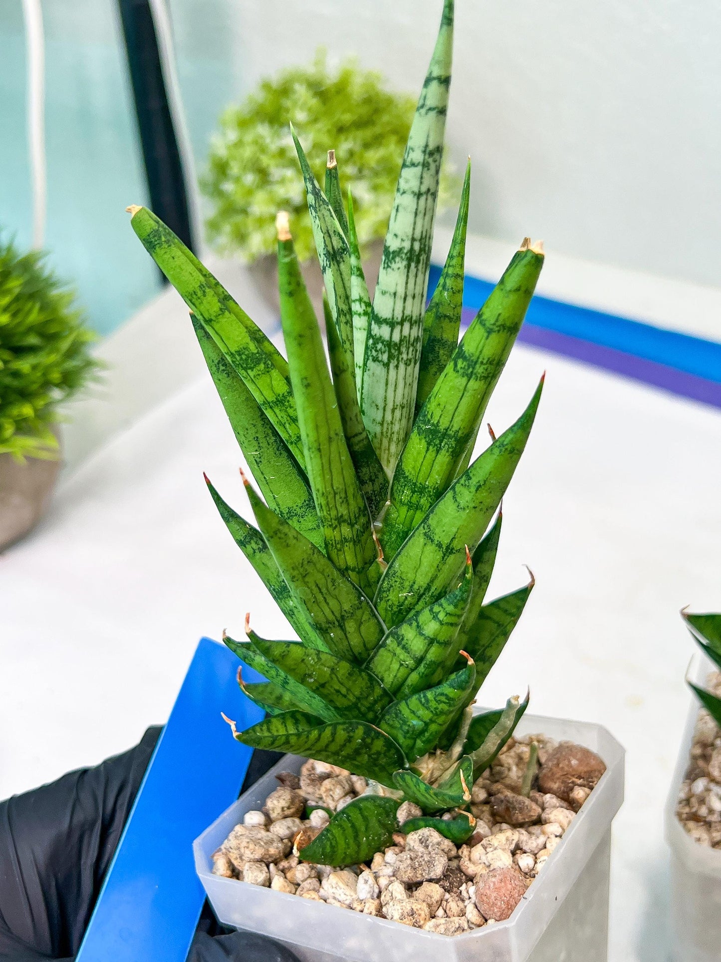 Sansevieria Keshya (#H12) | Imported Plants | Rare Hybrid Species