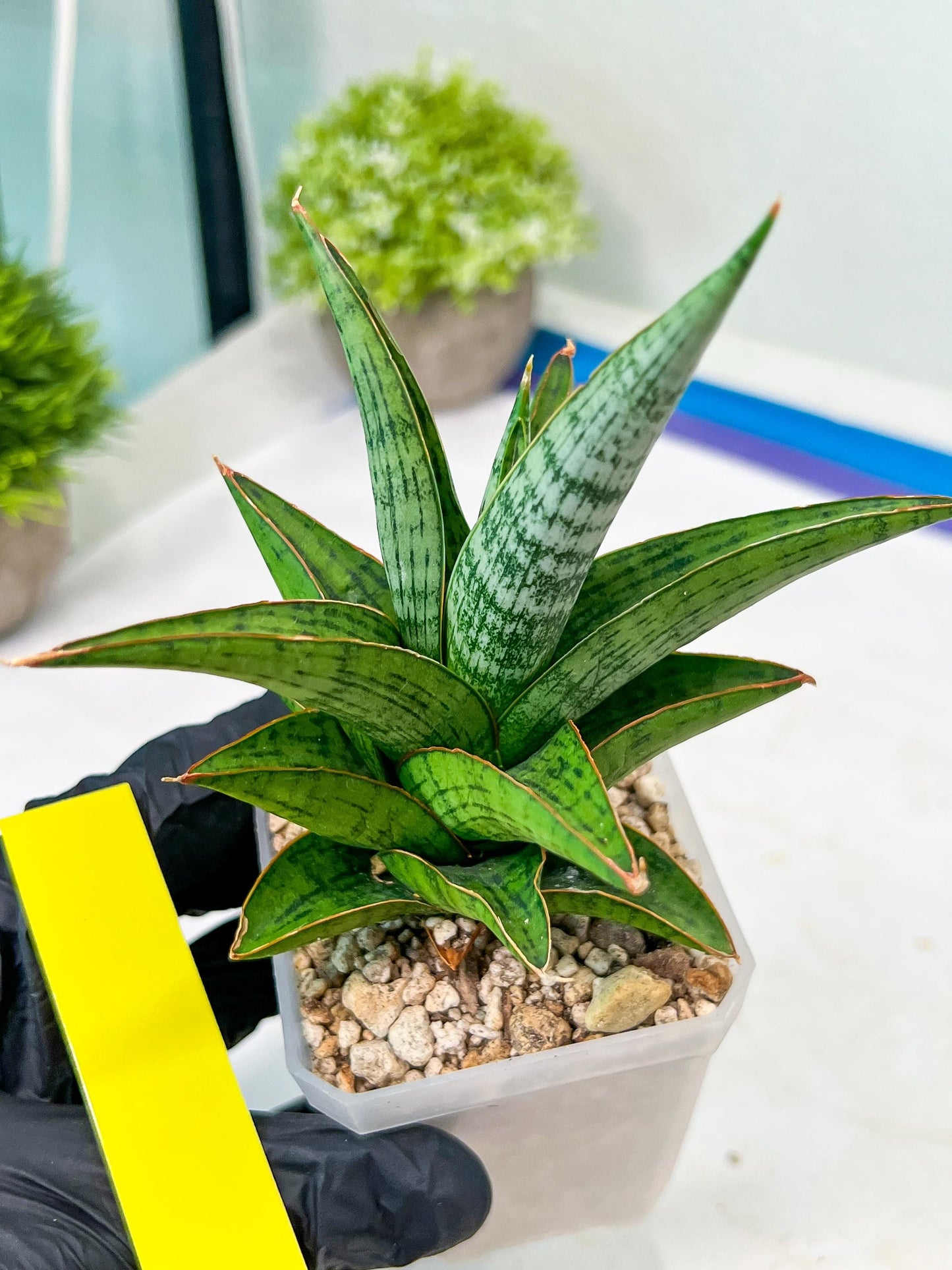 Sansevieria Liwa (H14) | Imported Plants | Rare Hybrid Species