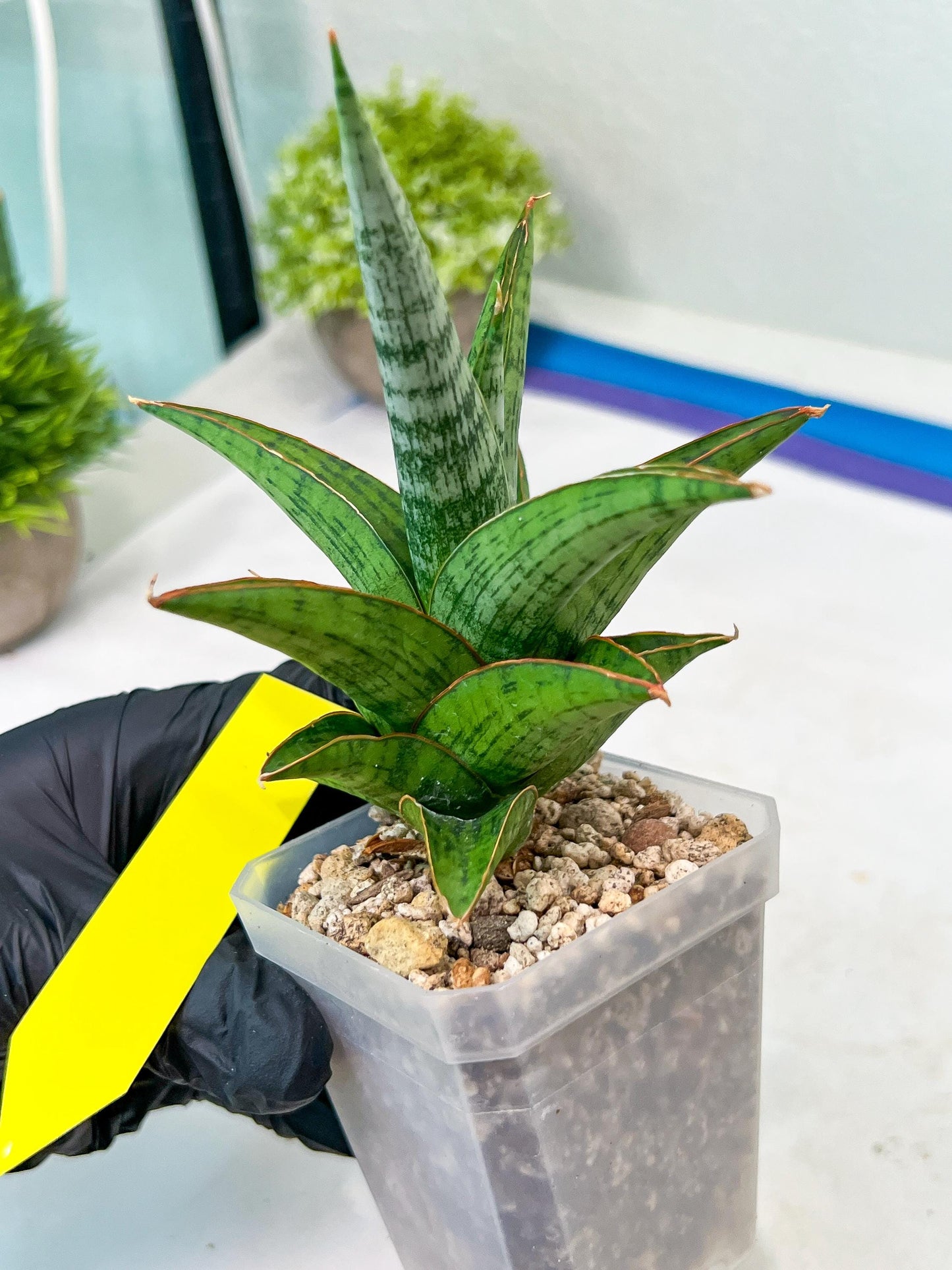 Sansevieria Liwa (H14) | Imported Plants | Rare Hybrid Species
