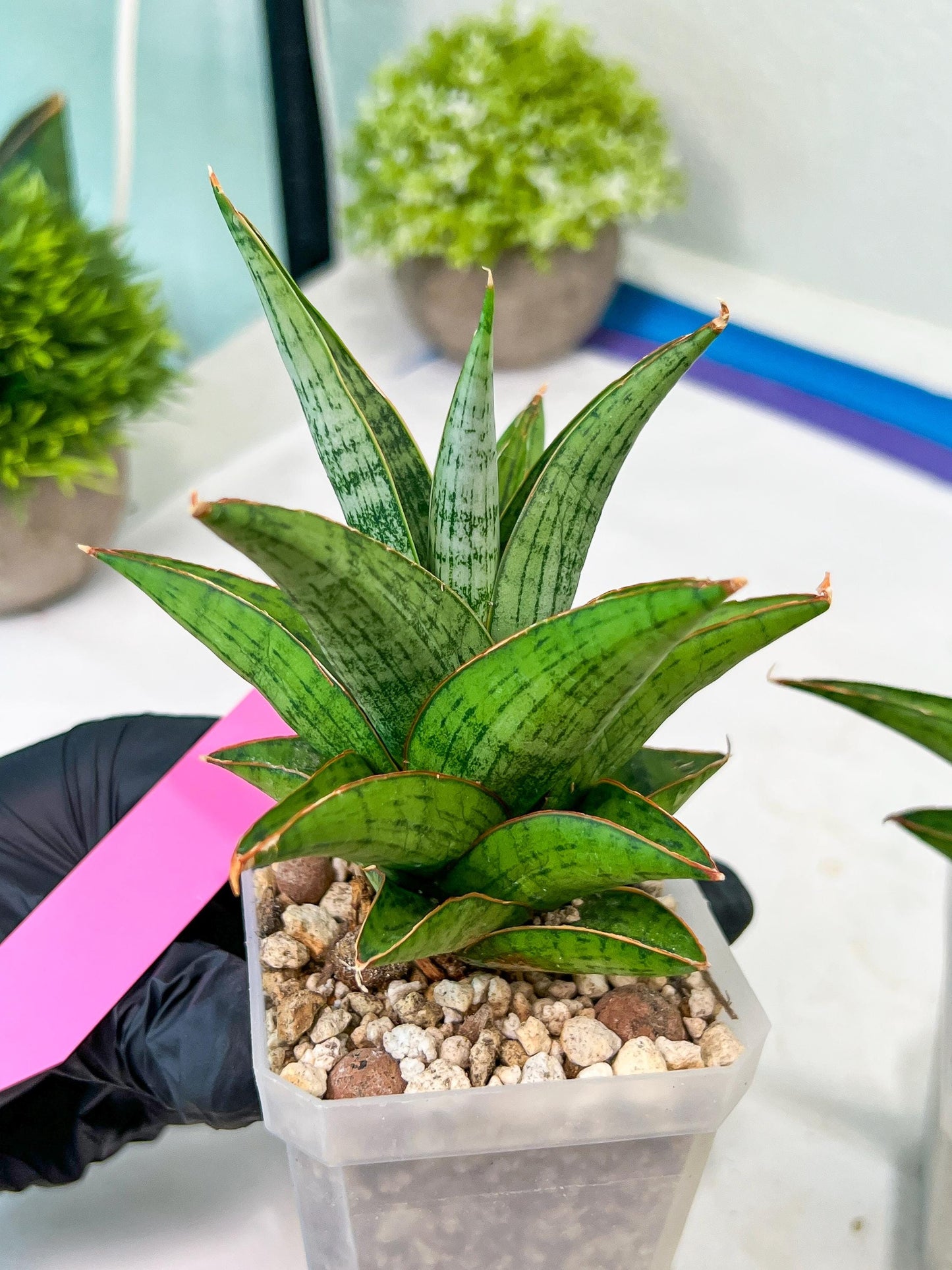 Sansevieria Liwa (H14) | Imported Plants | Rare Hybrid Species