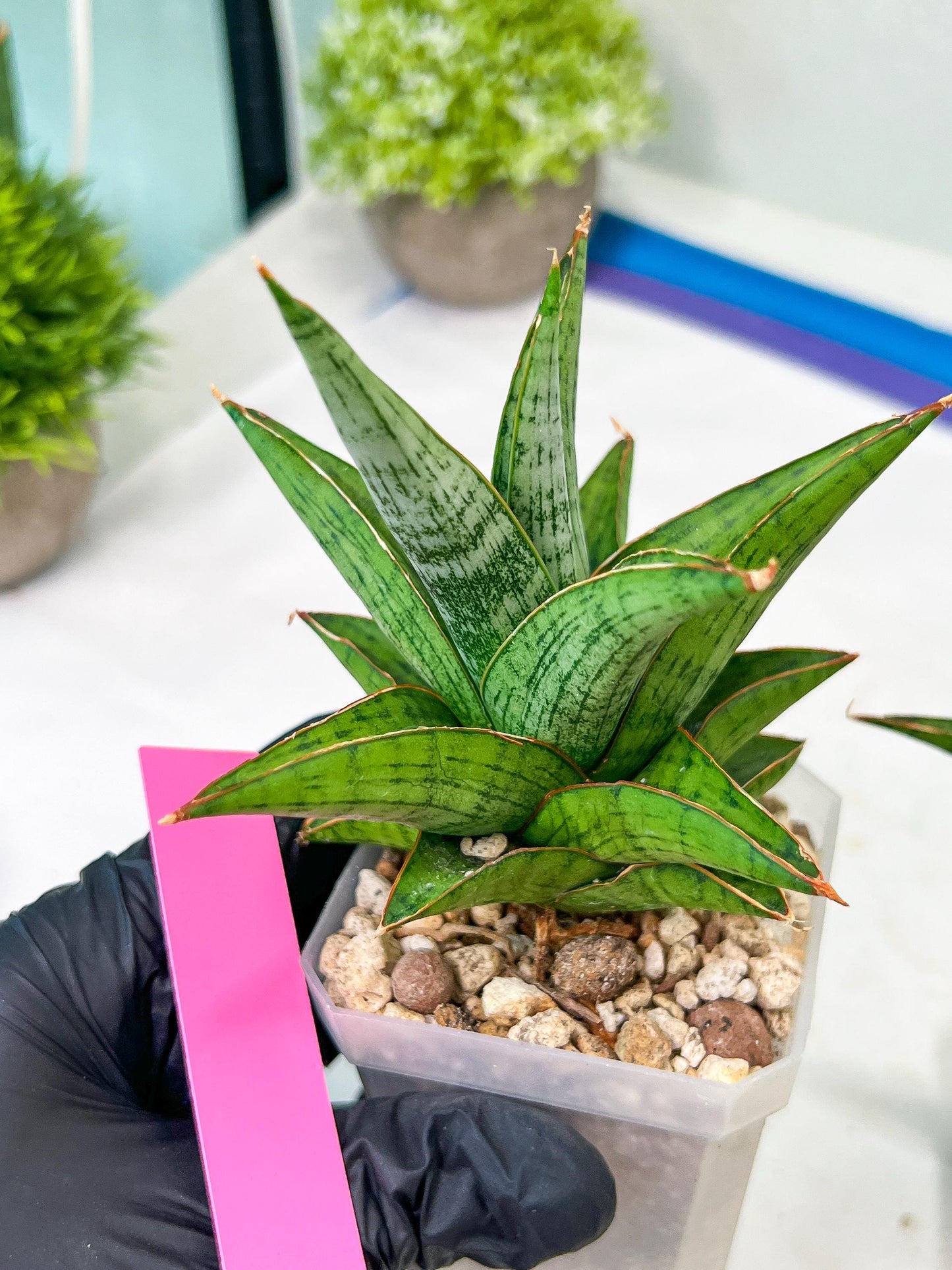 Sansevieria Liwa (H14) | Imported Plants | Rare Hybrid Species
