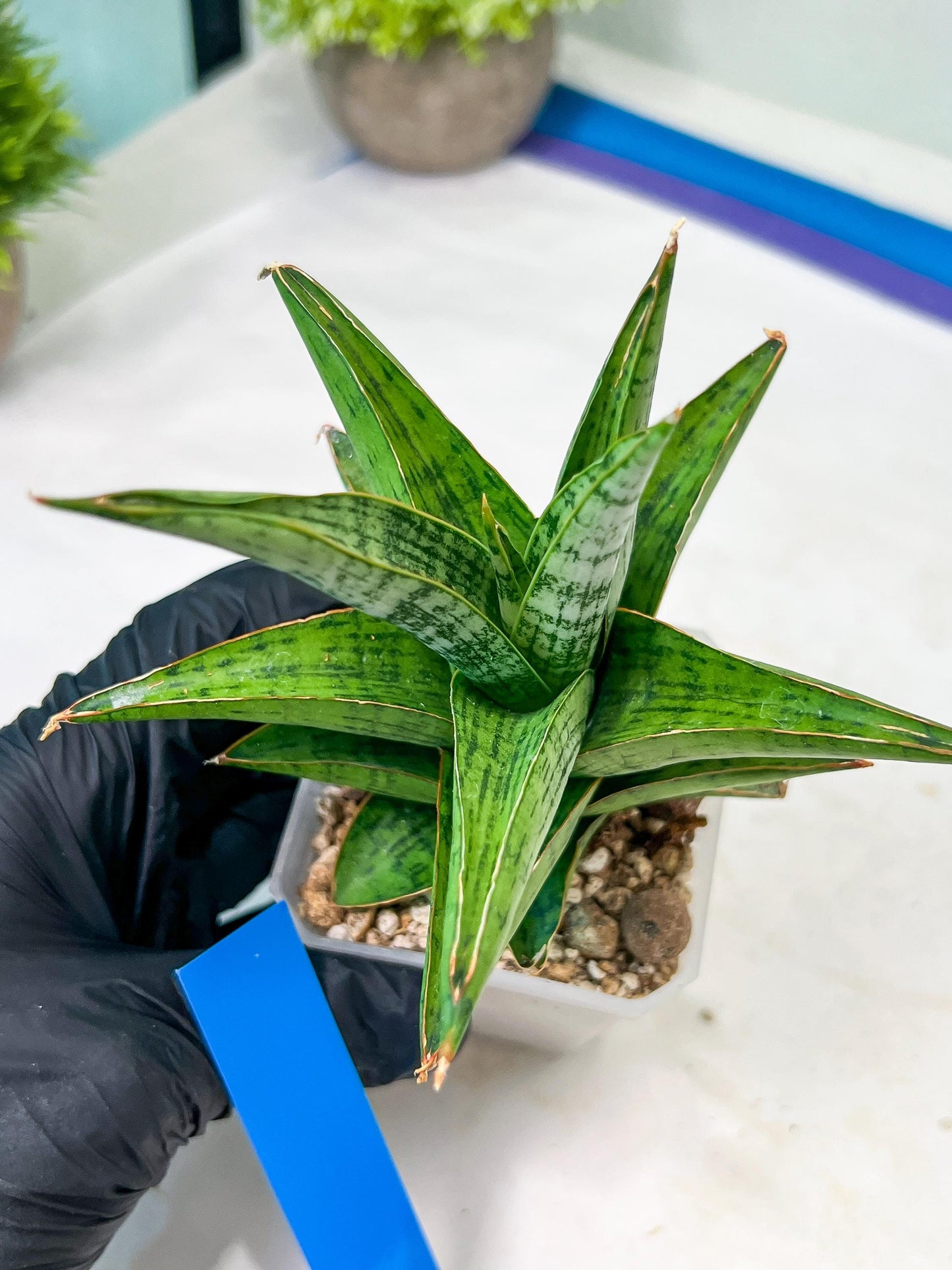 Sansevieria Liwa (H14) | Imported Plants | Rare Hybrid Species